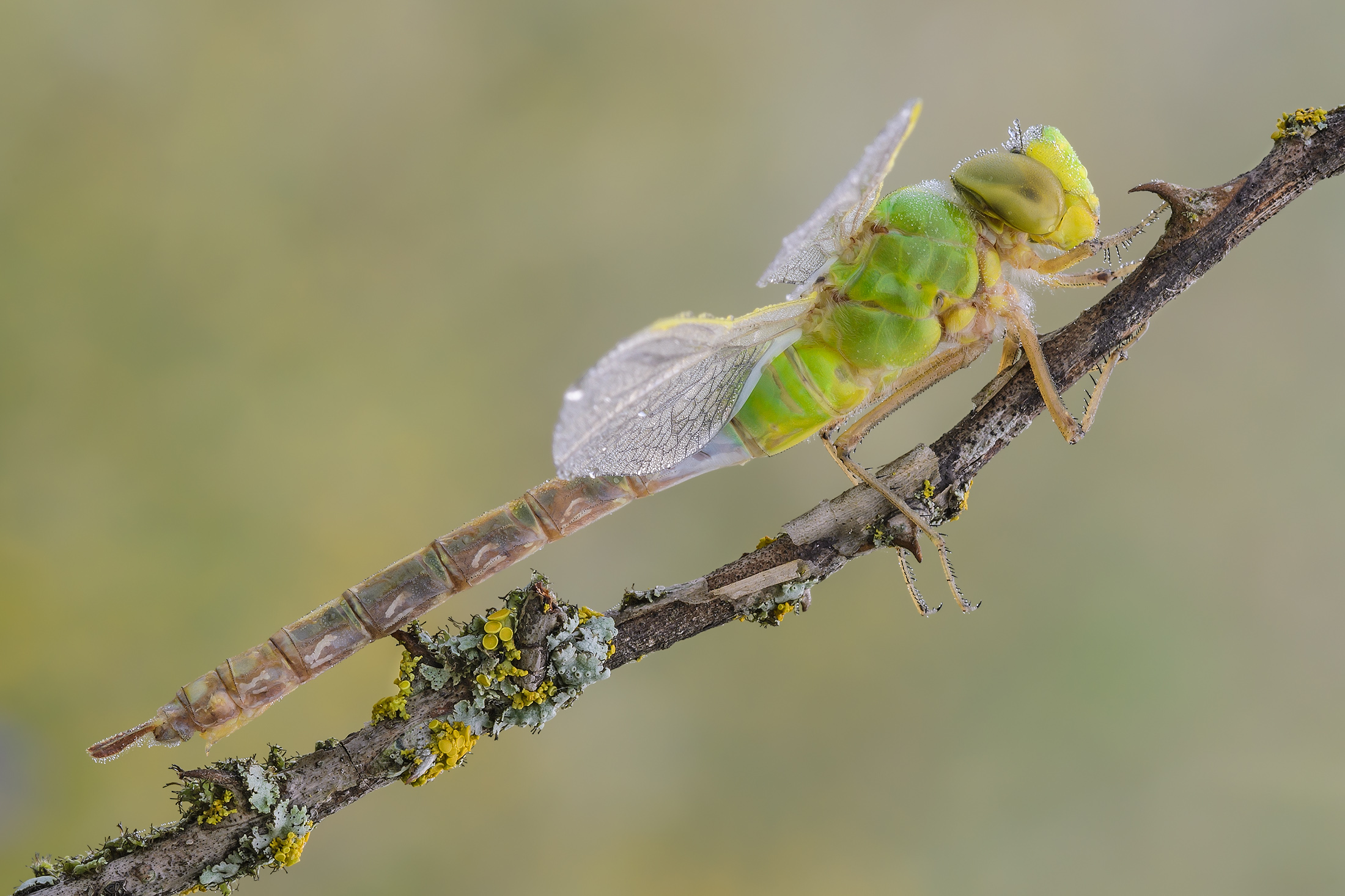 Anax imperator (Leach, 1815)