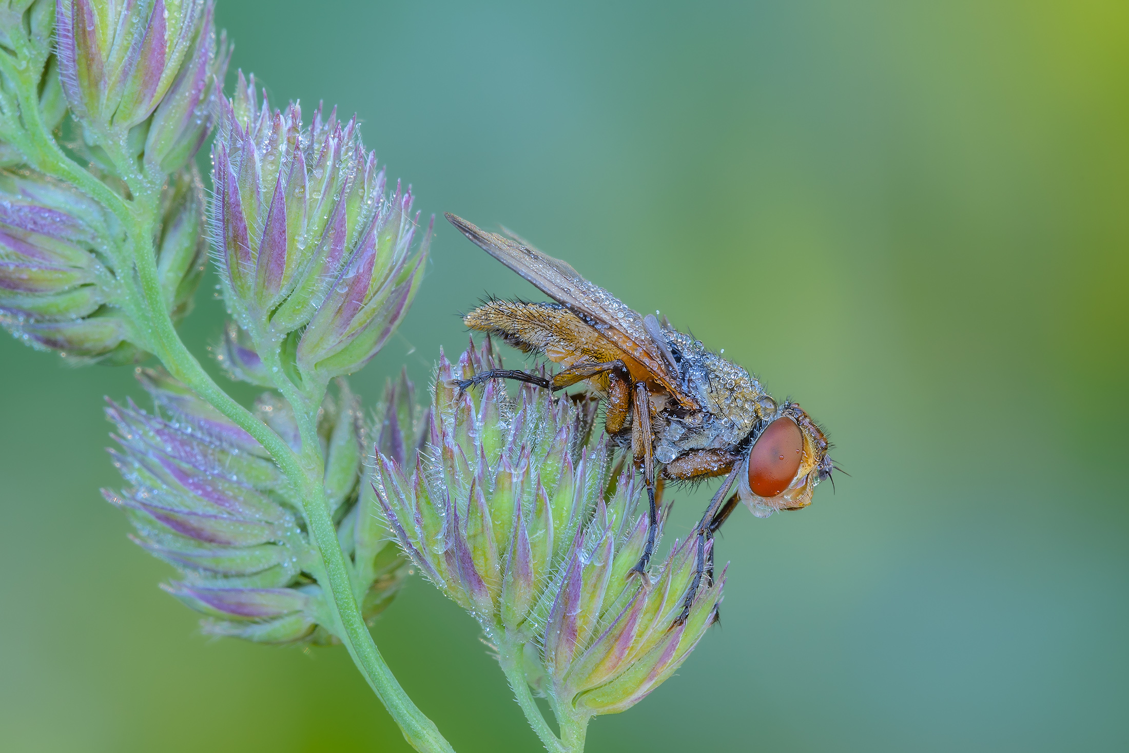 Crassipennis Ectophasia ( Fabricius , 1794)