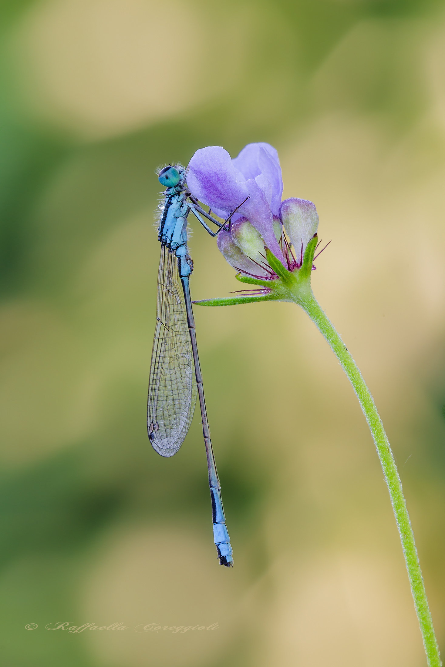 Ischnura elegans (Vander Linden, 1820)