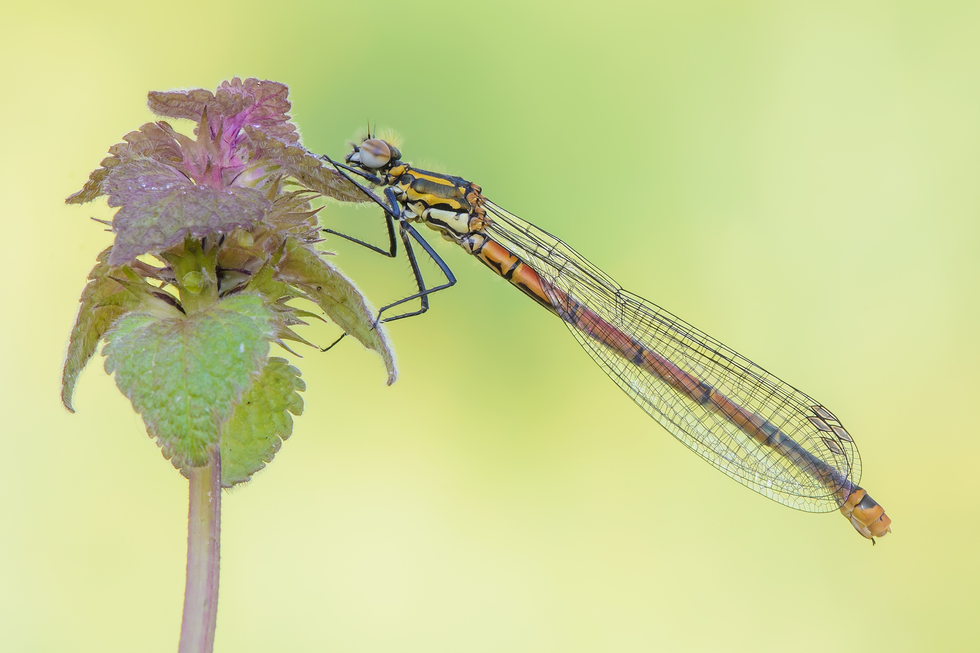 Pyrrhosoma nymphula (Sulzer 1776)