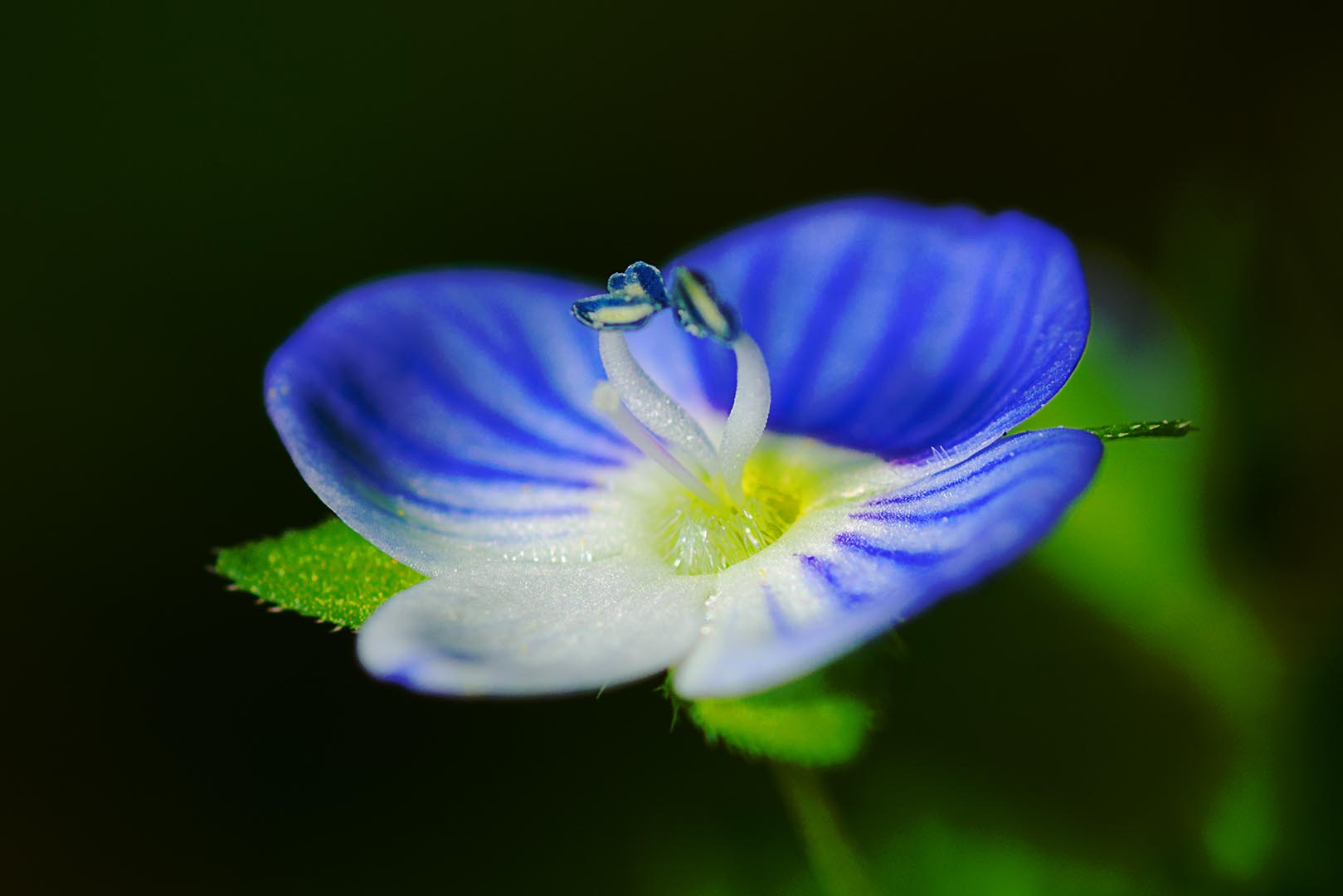 veronica