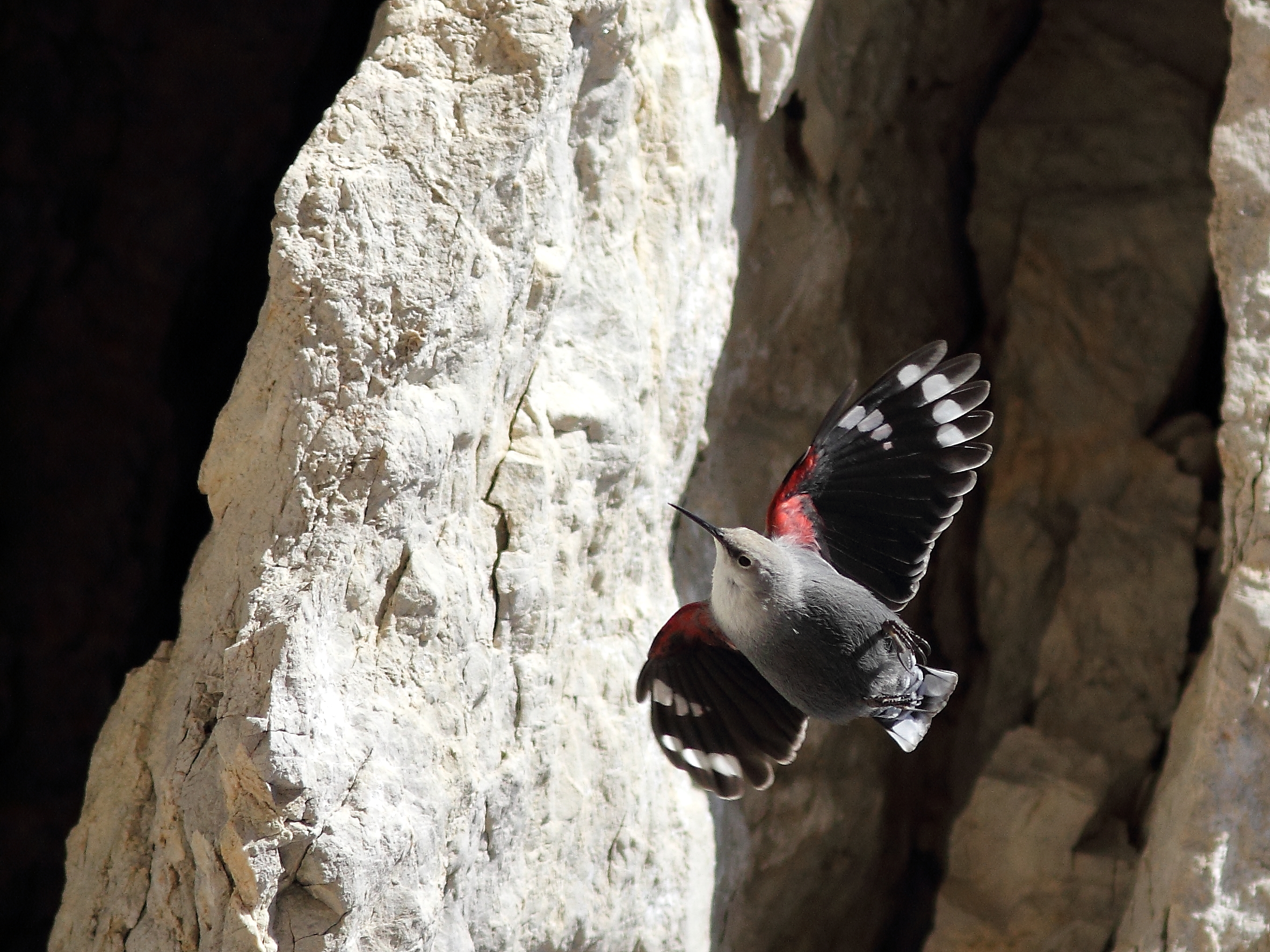 Picchio Muraiolo sulle pareti del Seguret