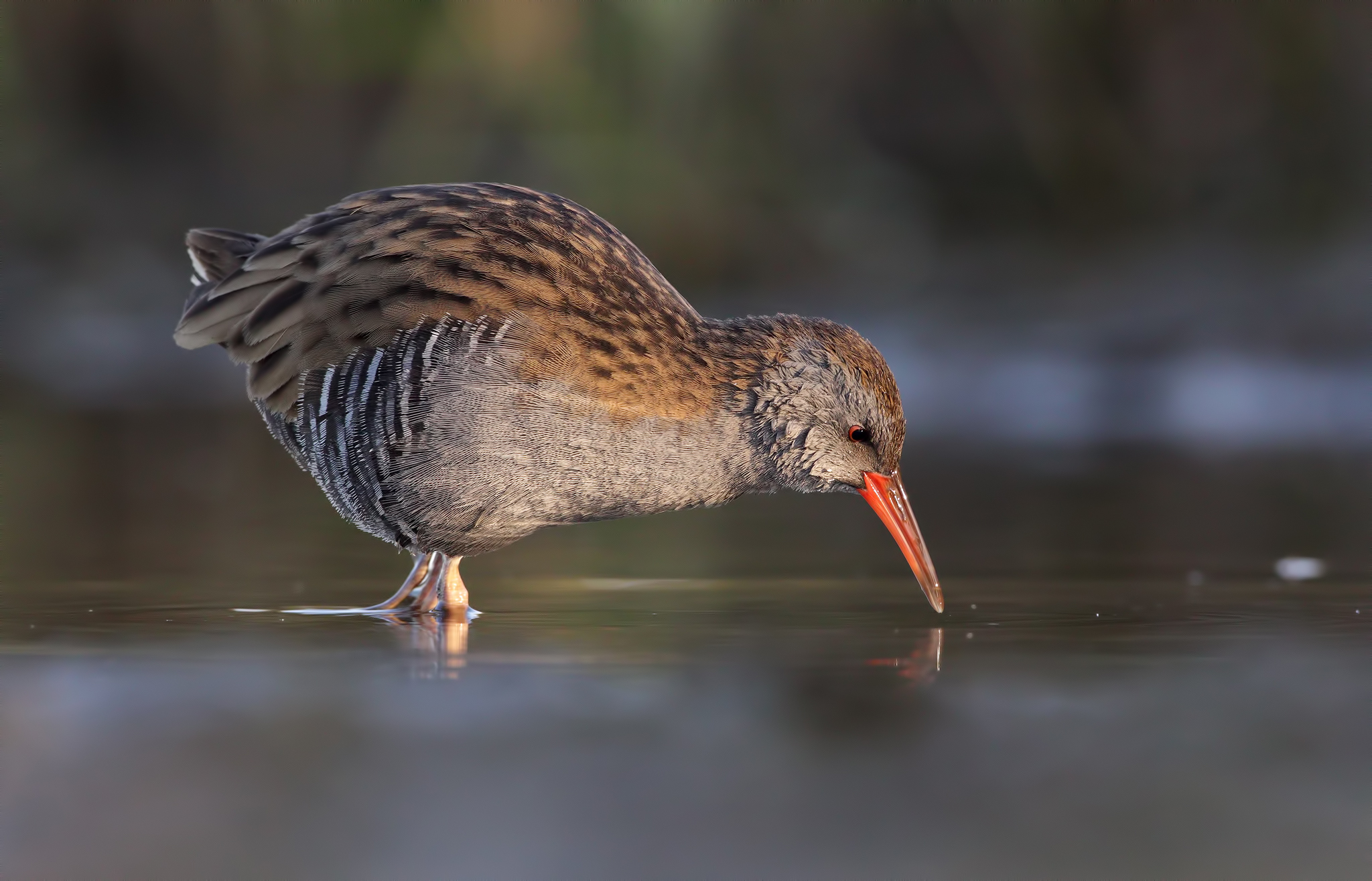 Water Rail