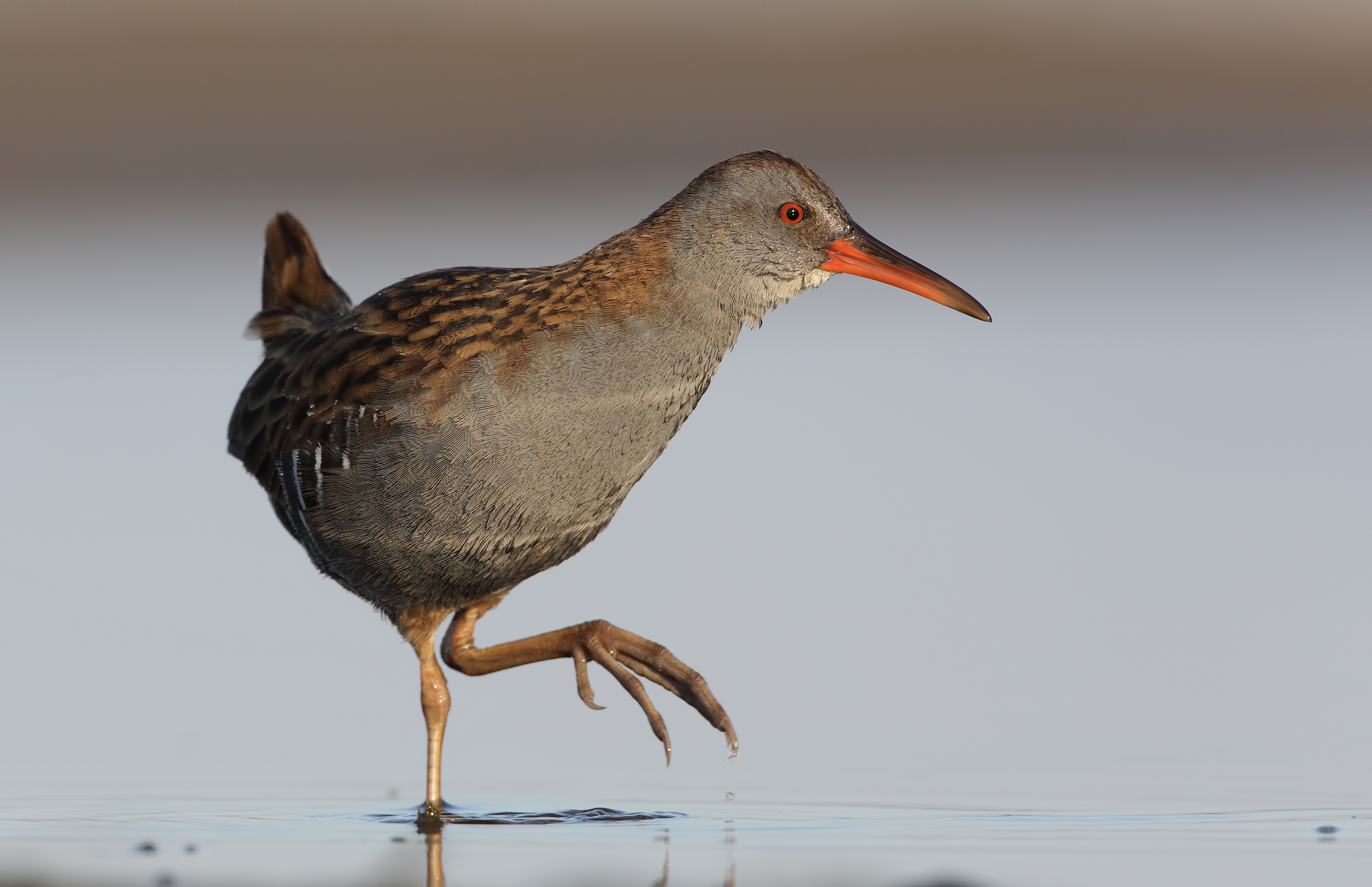 Water Rail
