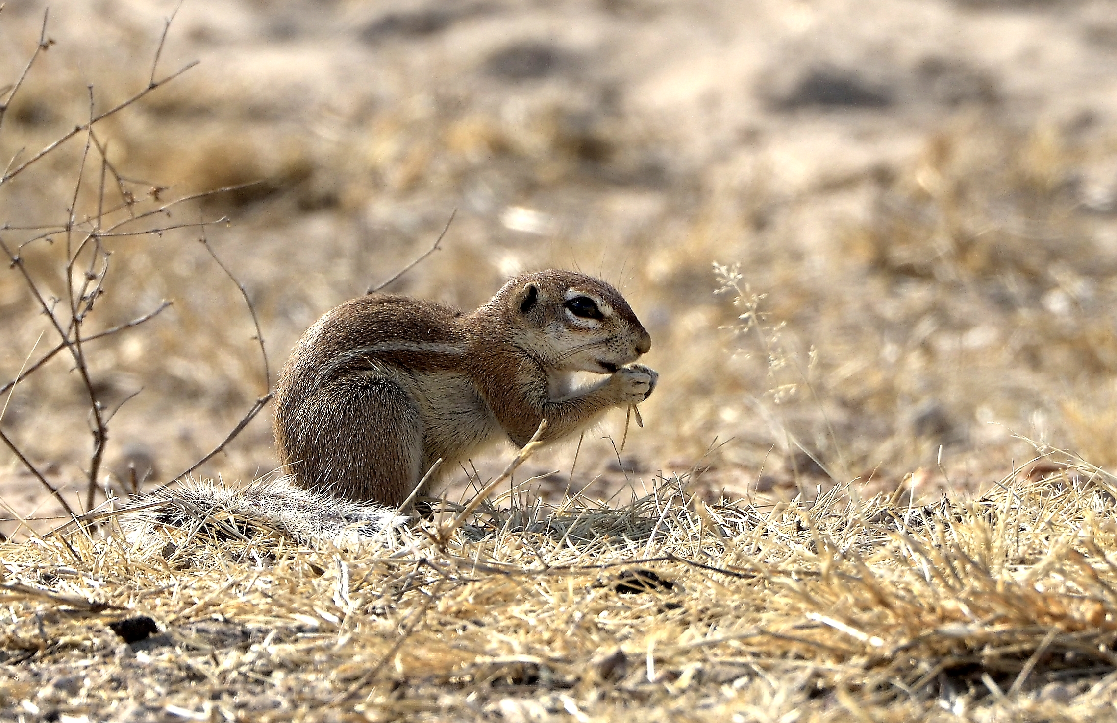 Bushmanland - Scoiattolo di terra