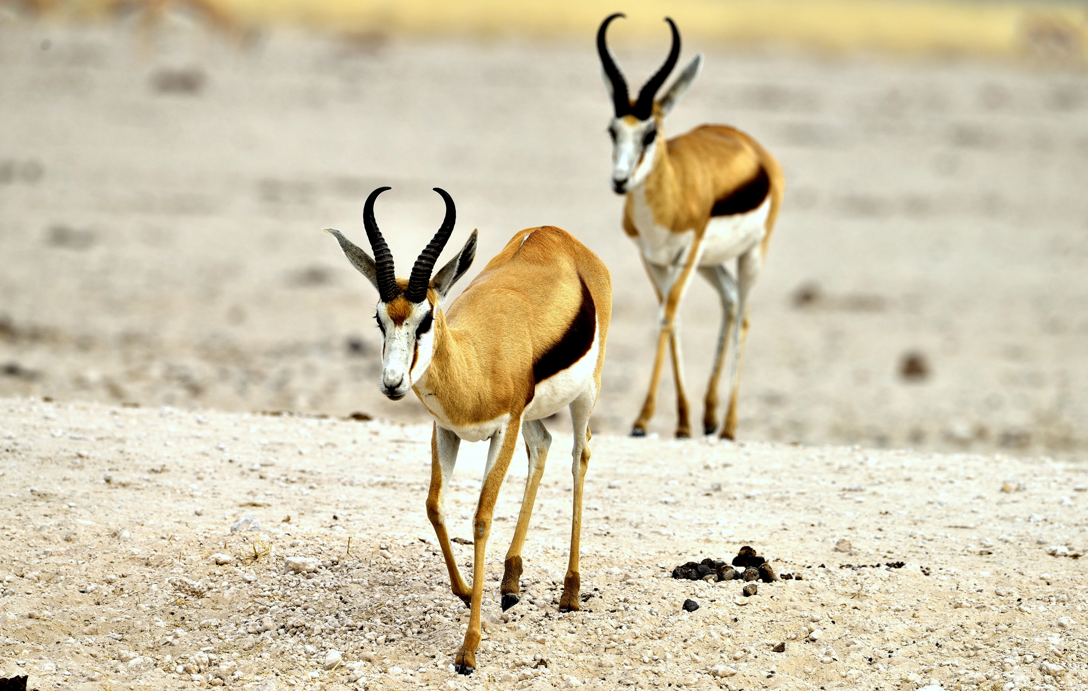 Etosha - Springbok
