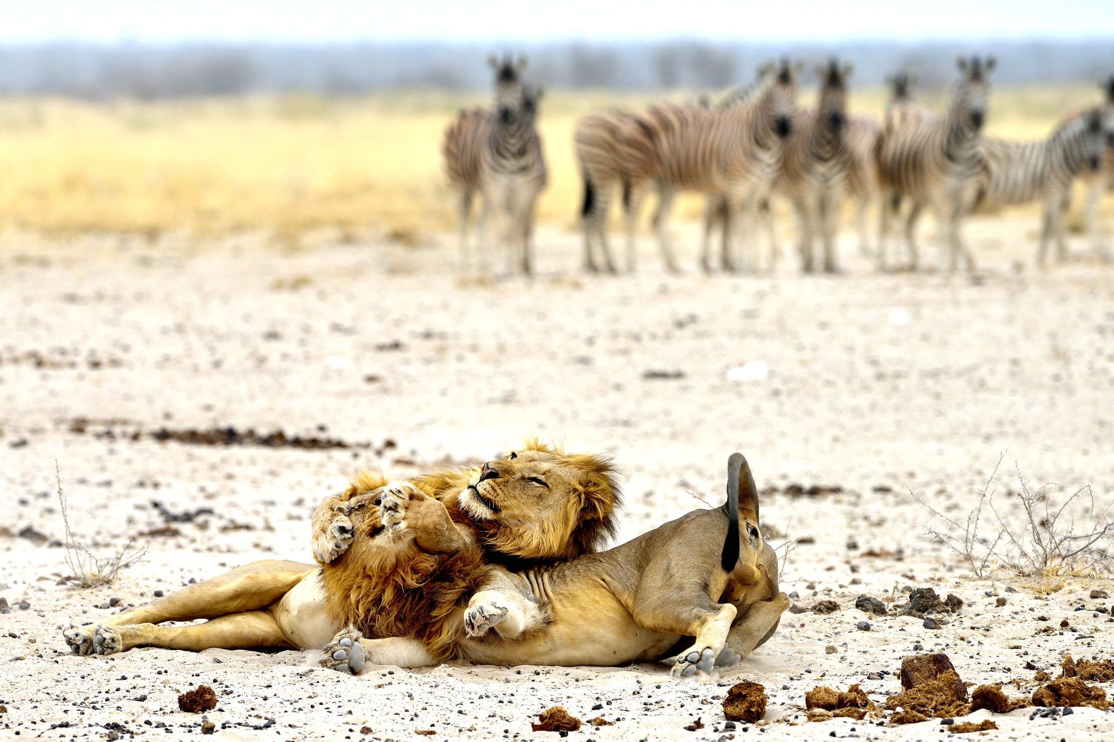 Etosha - Leoni con Zebre