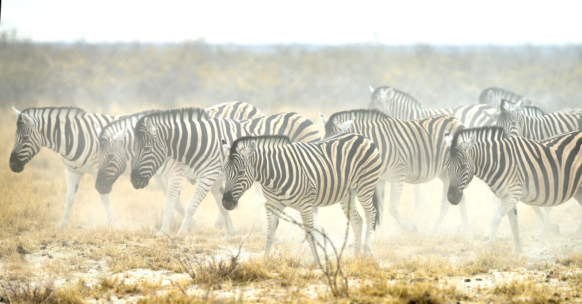 Etosha - Zebre nella polvere