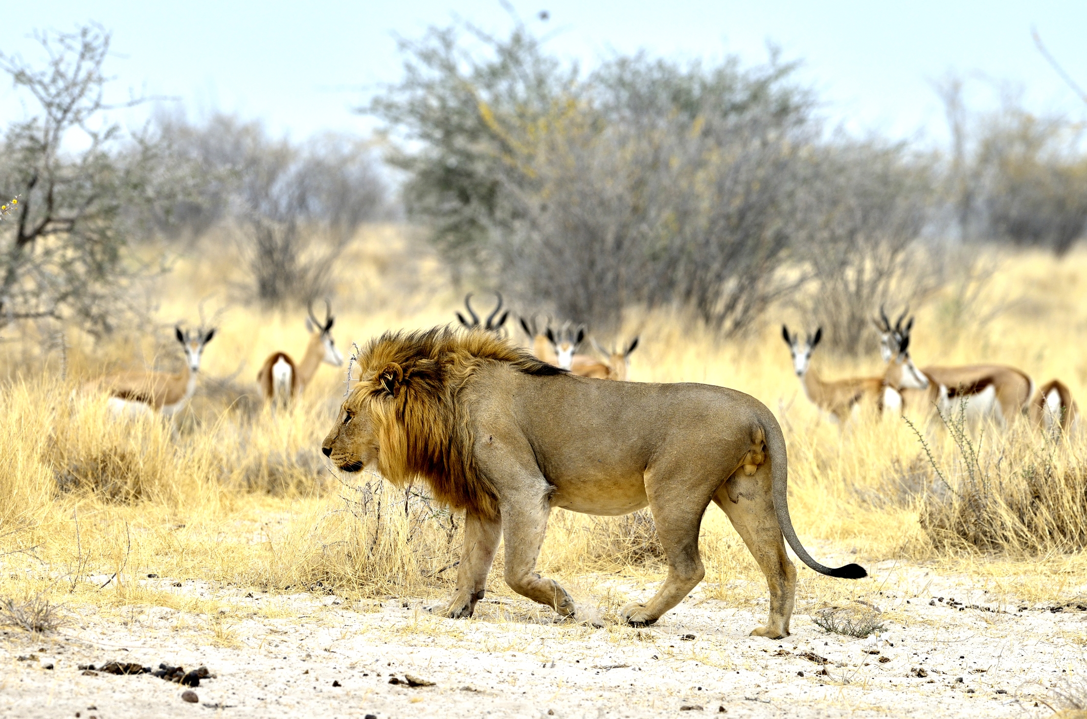 Etosha - Leone seguito attentamente da Springbok