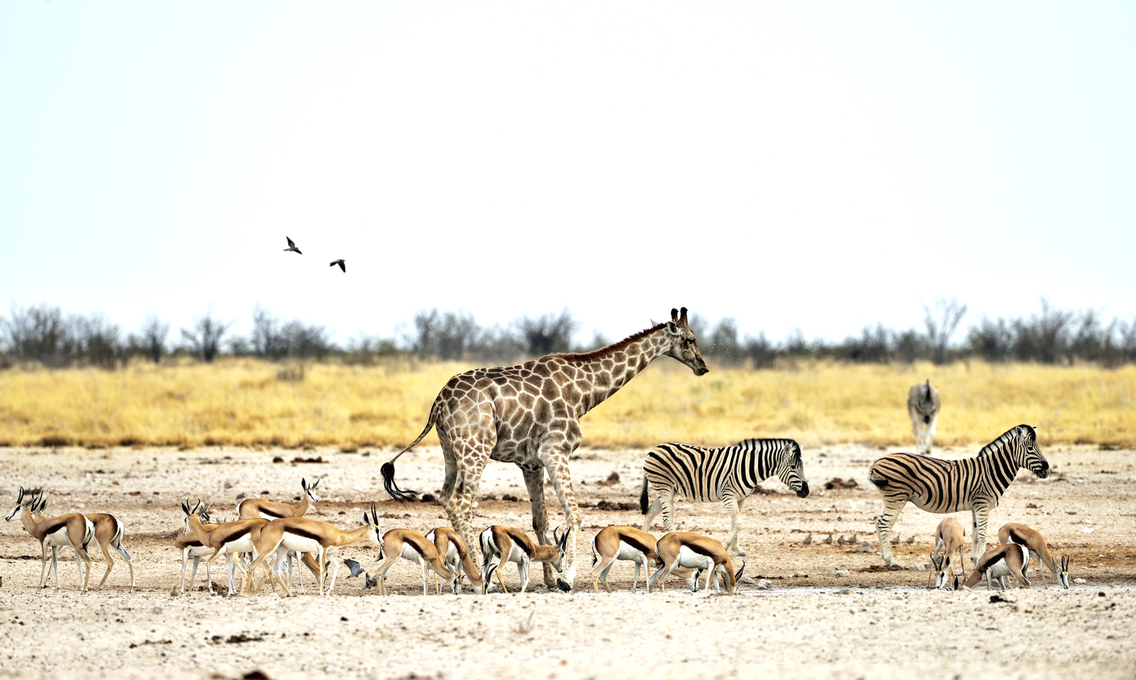 Etosha - Alla pozza