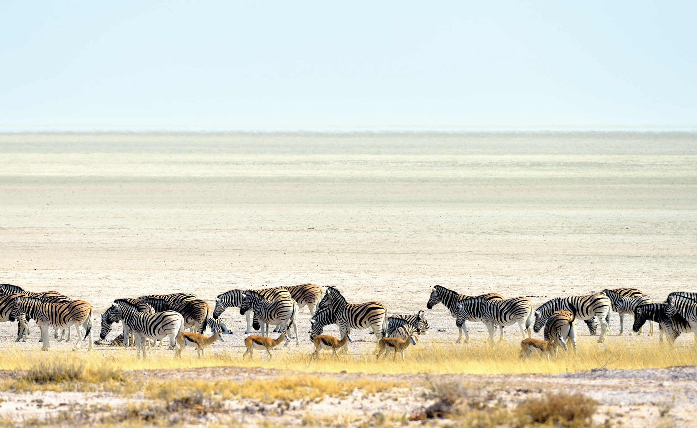 Etosha - Zebre e Springbok