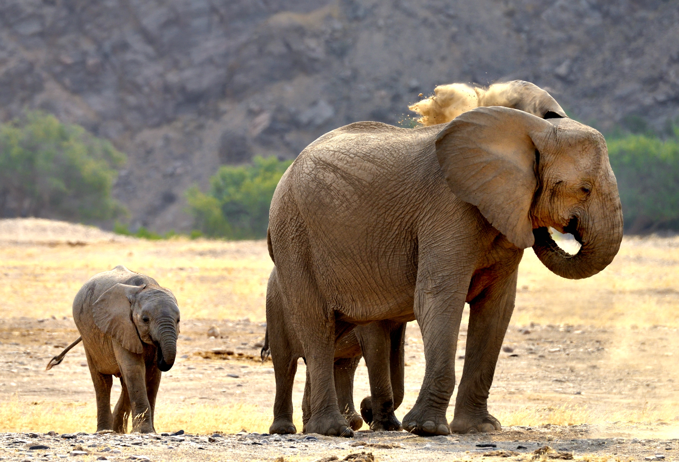 Deserto del Kaokoland - Elefanti