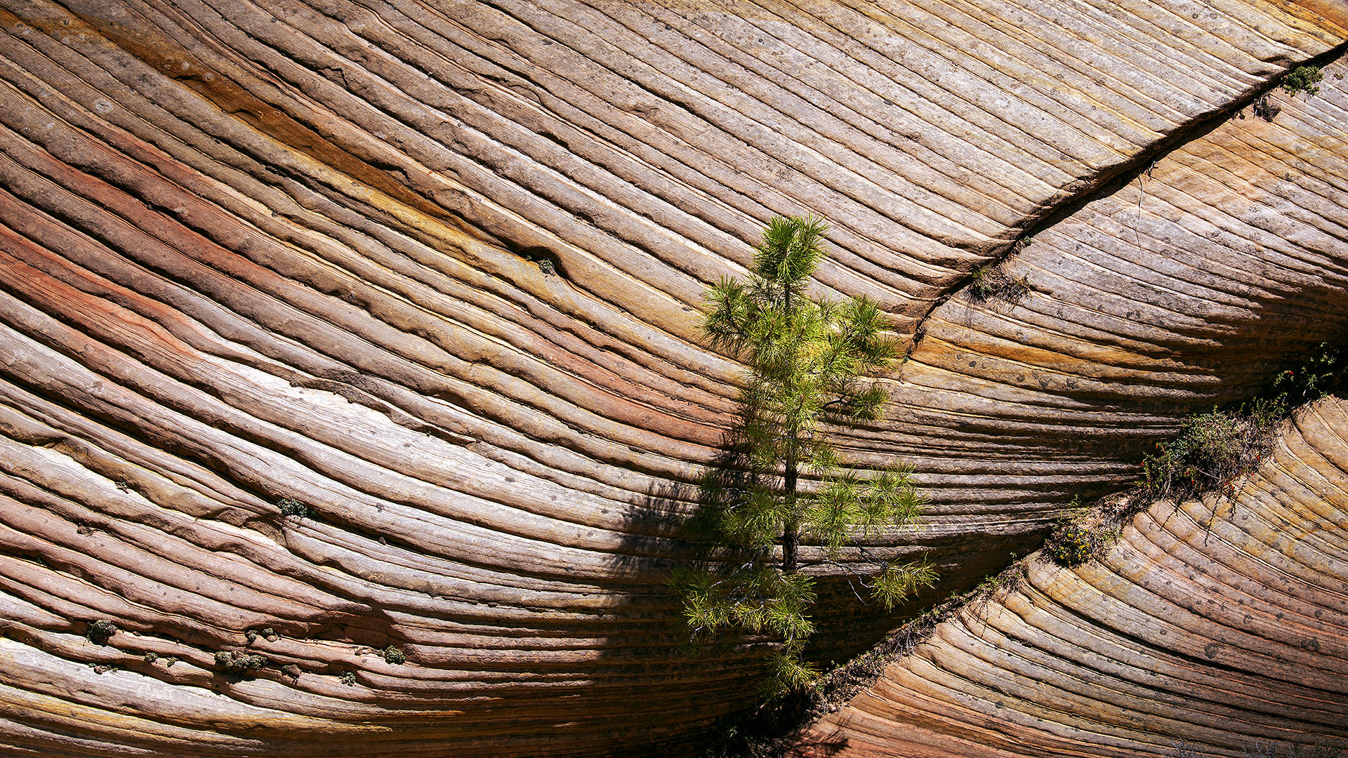 Pine on wave rock