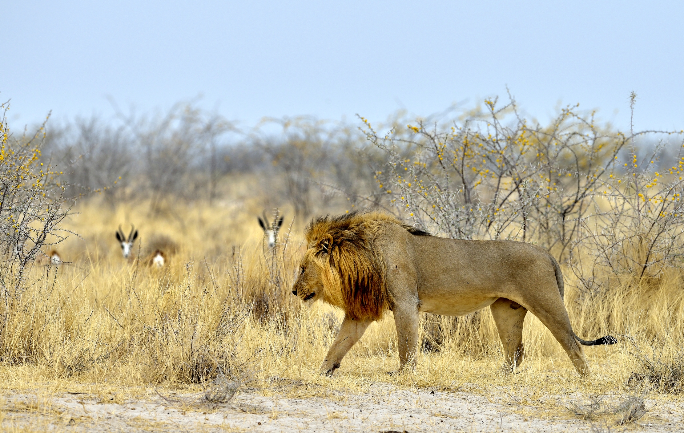 Etosha - Leone e....osservatori