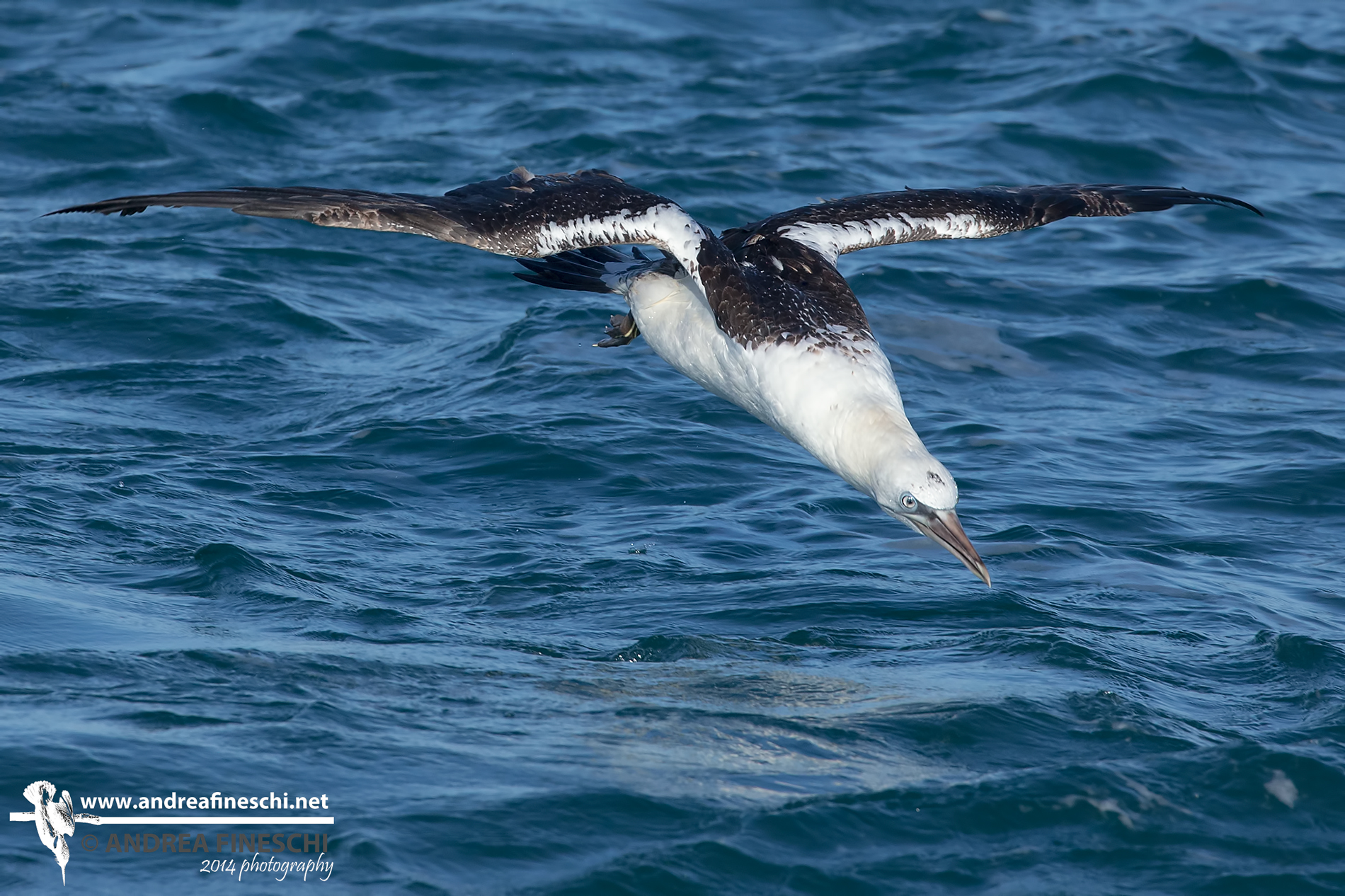 Immaturo di sula in tuffo