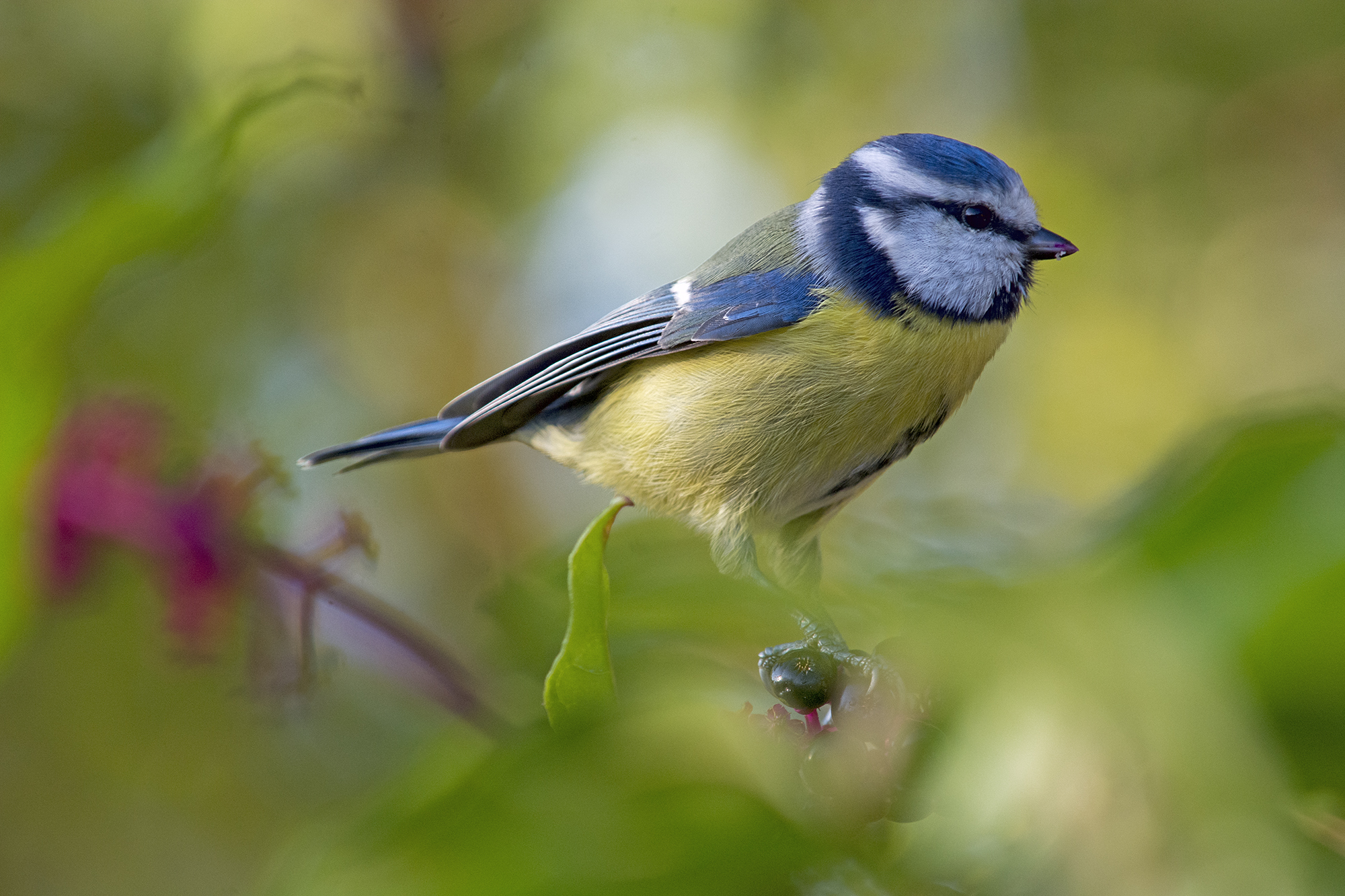 Voglia di colore di cinciarella