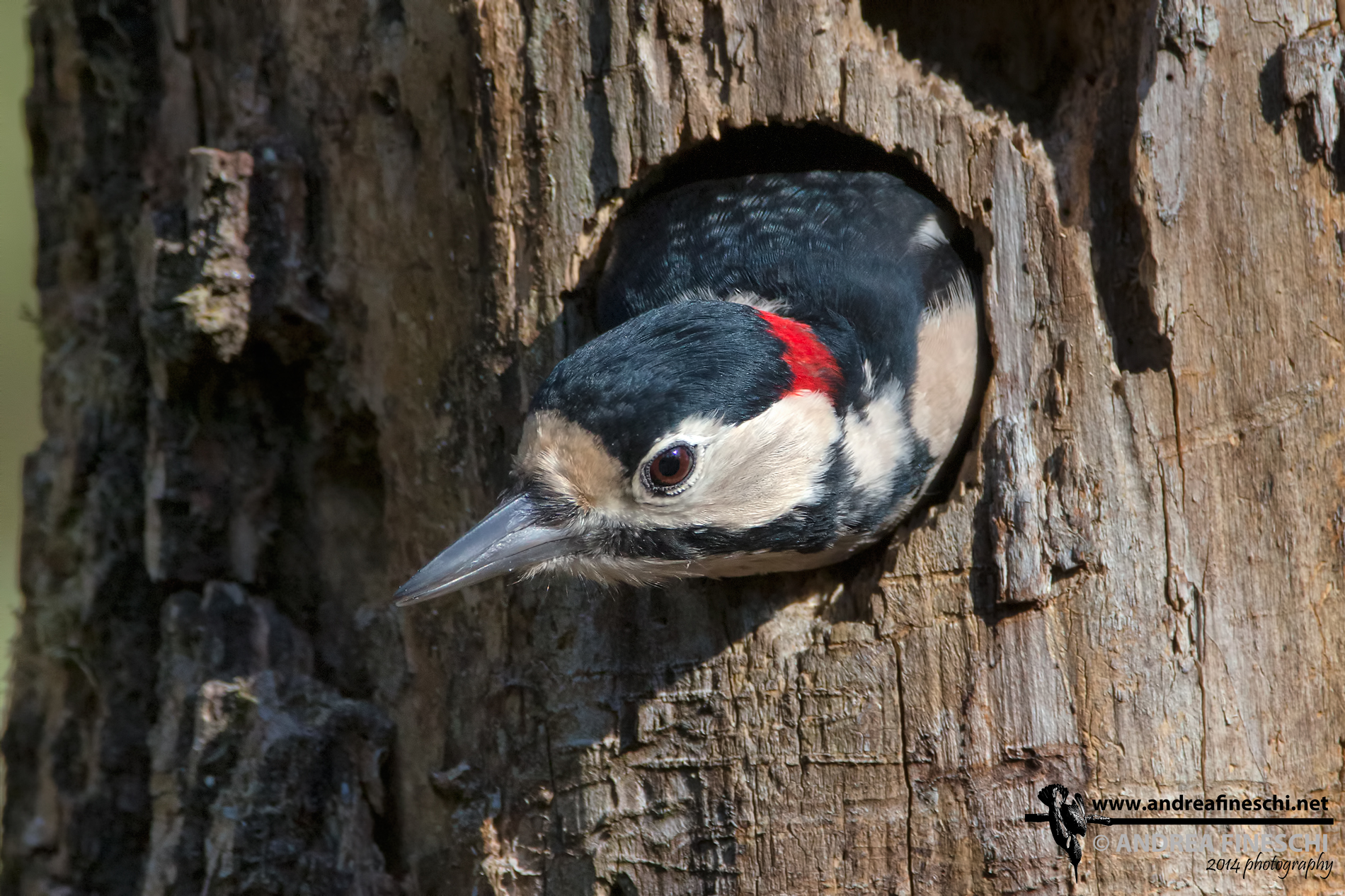 Picchio rosso maggiore al lavoro