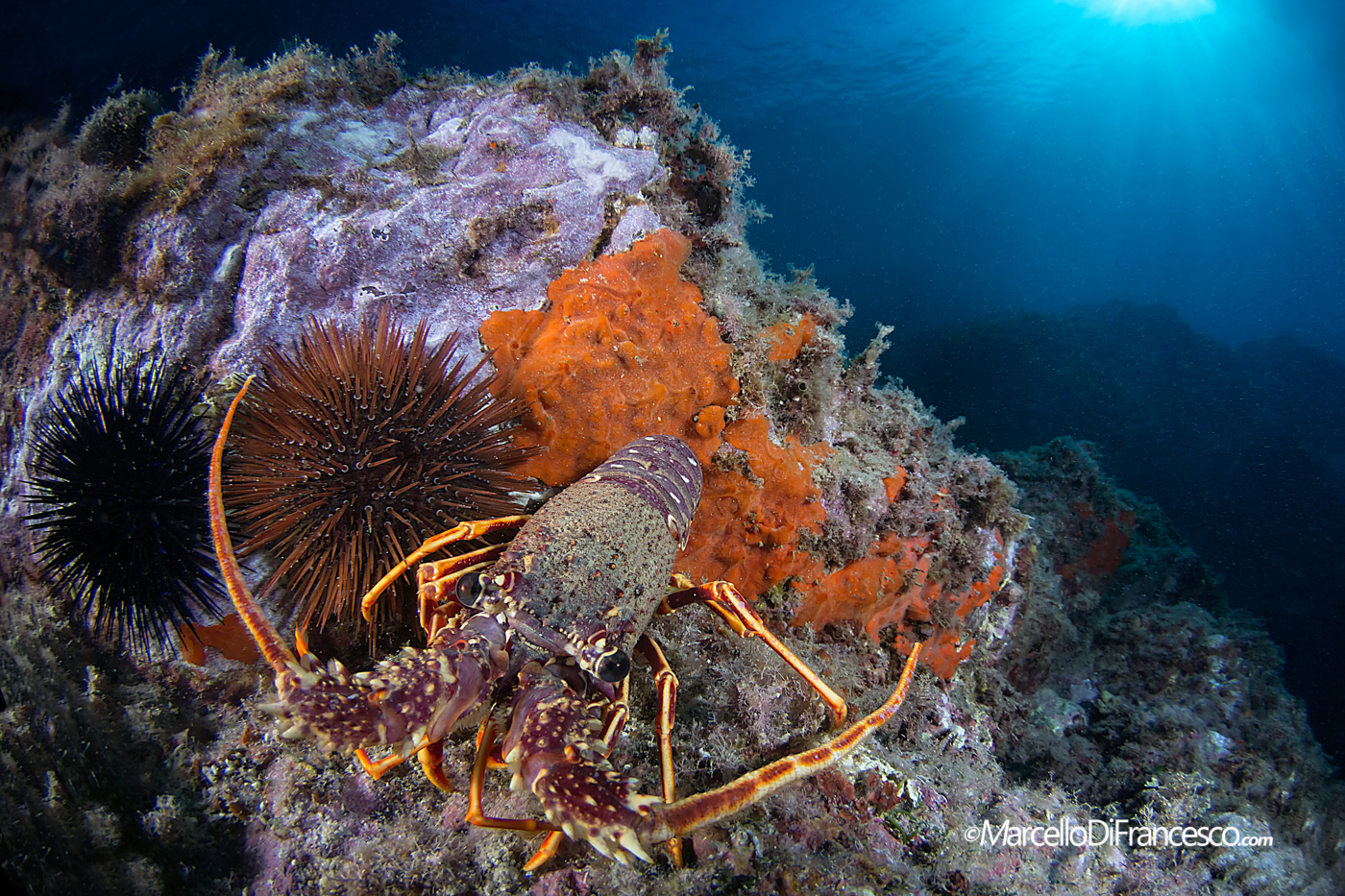 Mediterranean colors