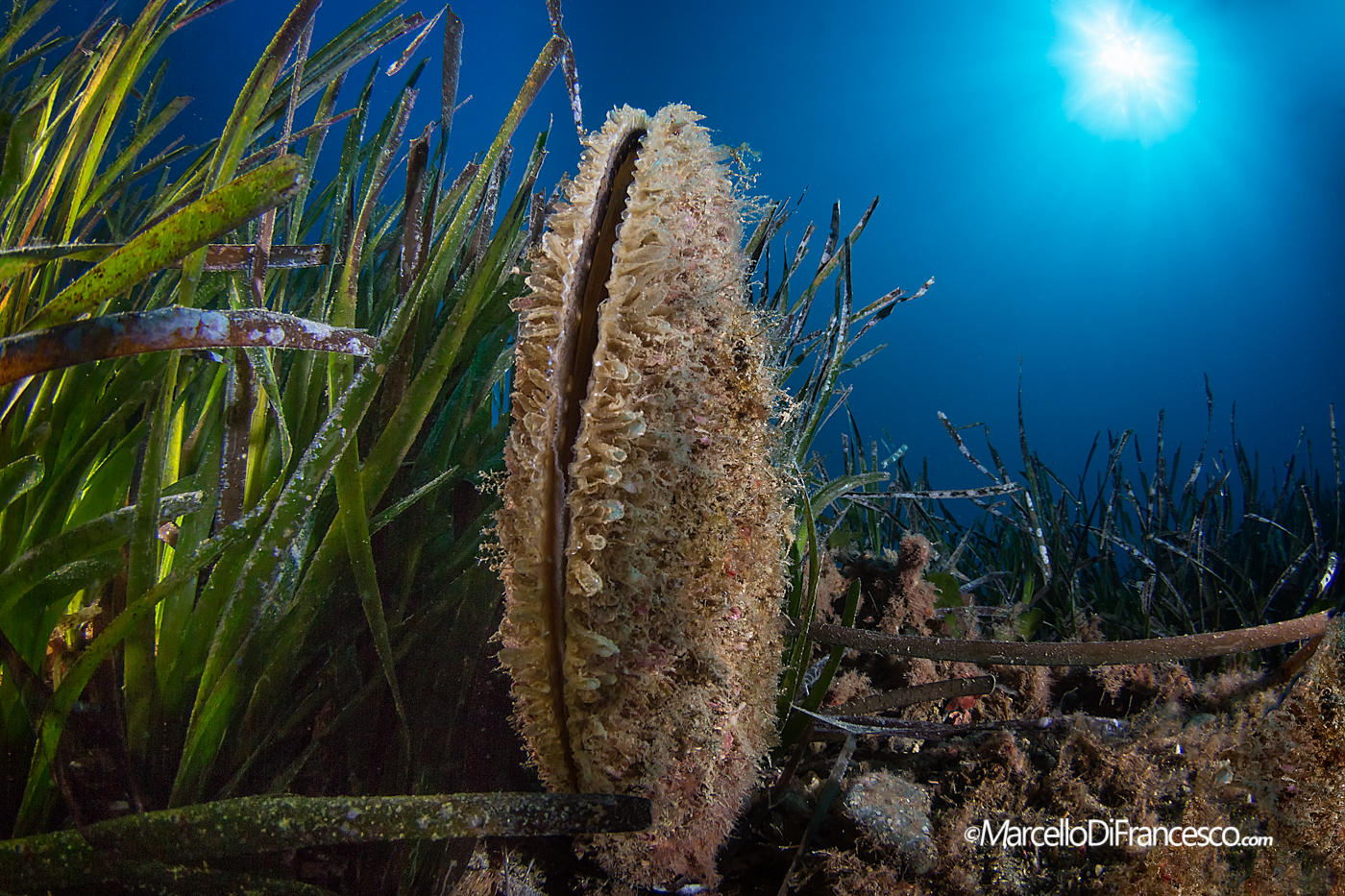 Among the Posidonia ...