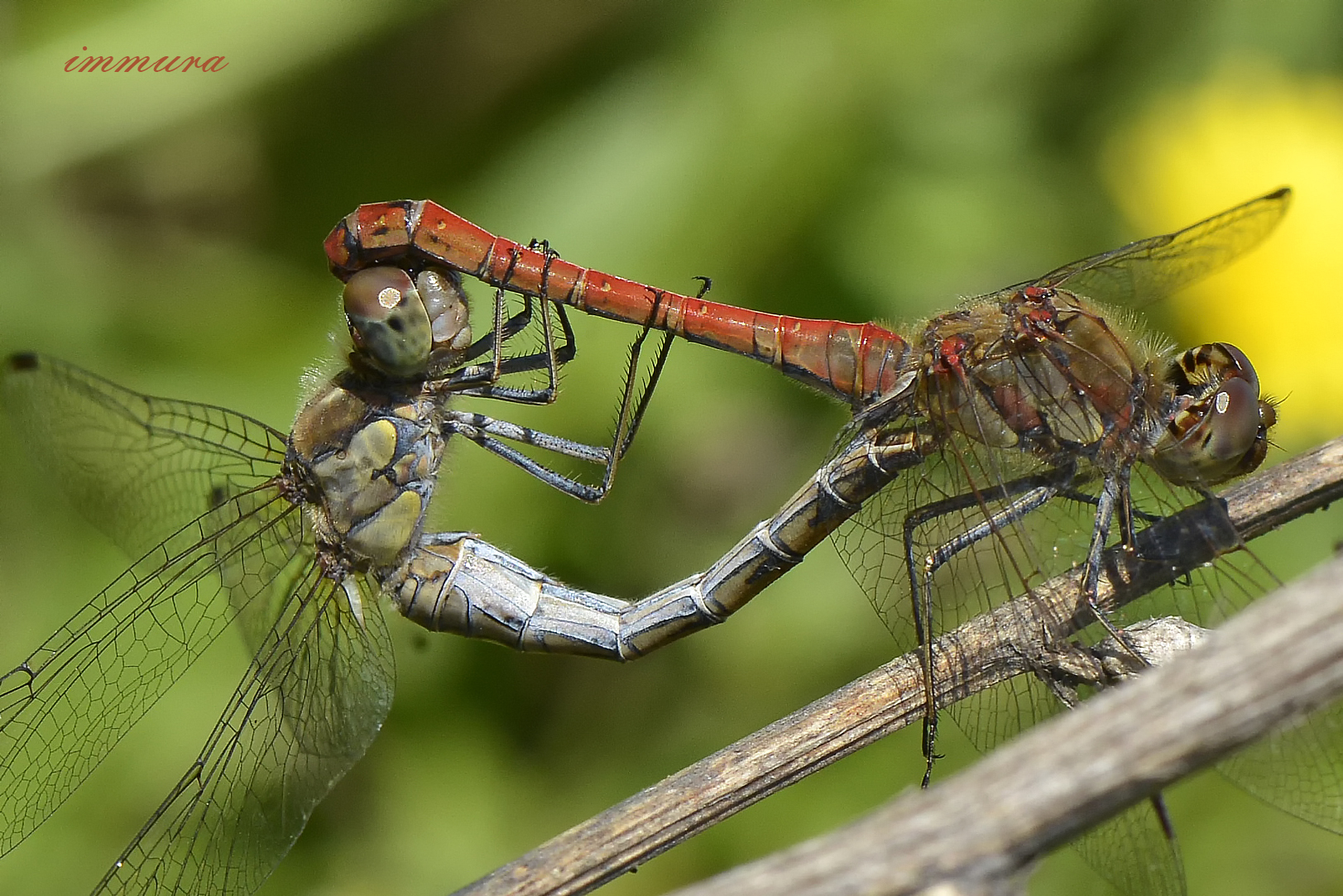 dragonflies mating in