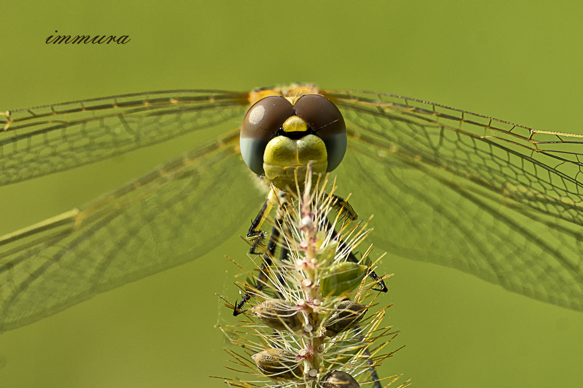 dragonfly