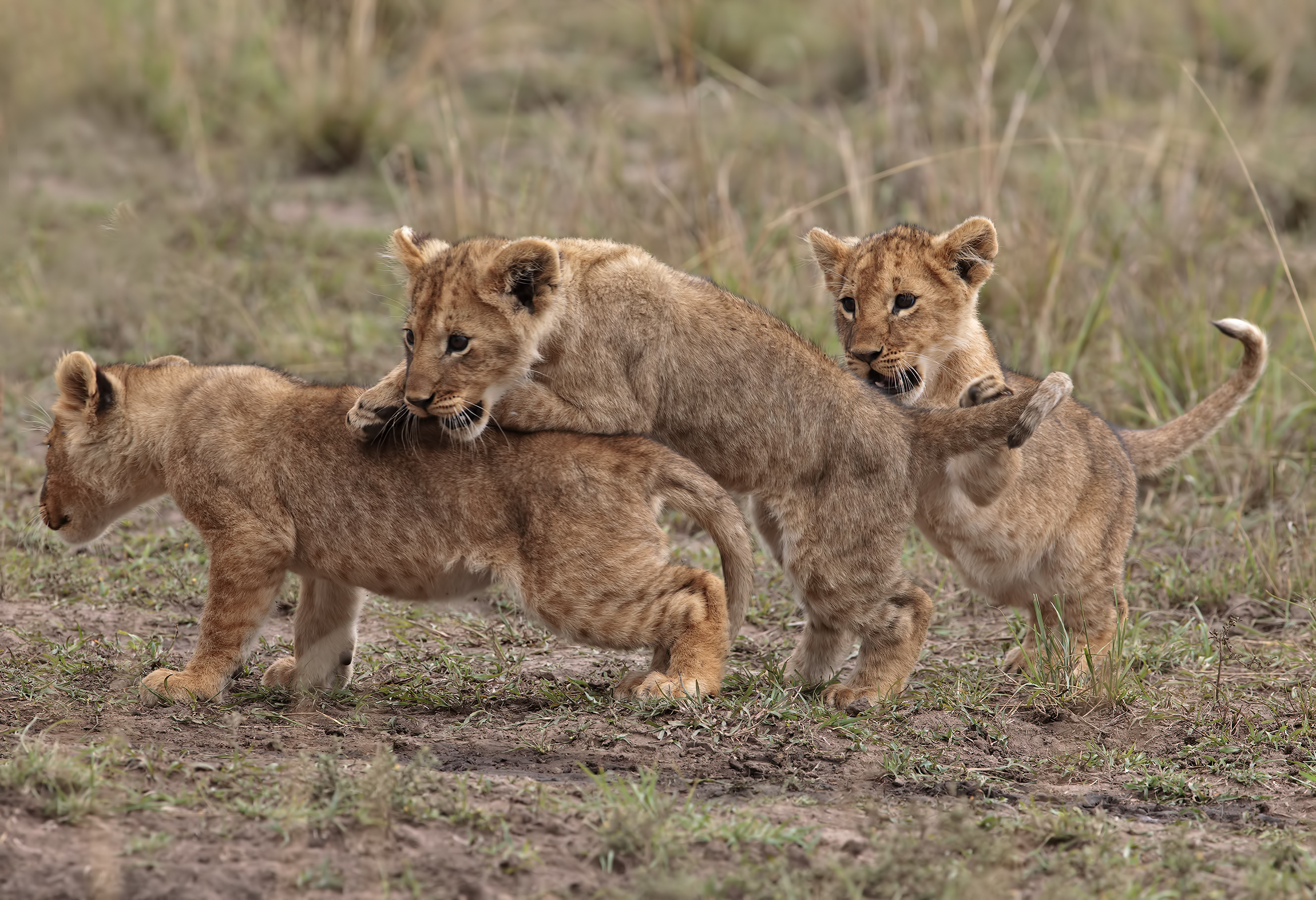 We are three fratellin ....