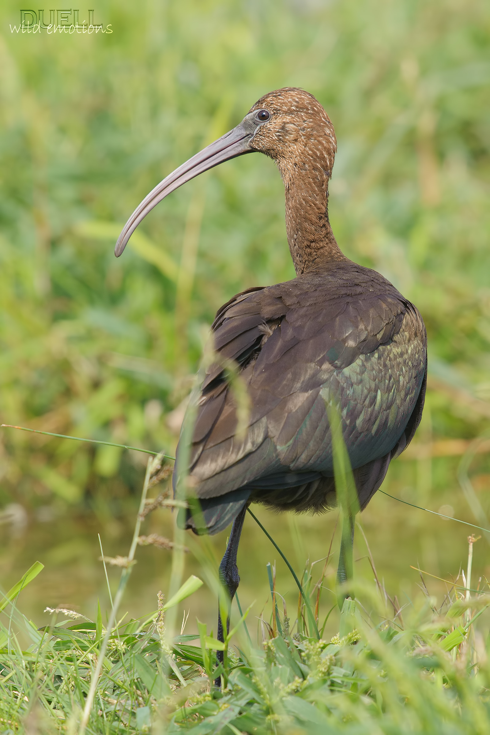 glossy ibis