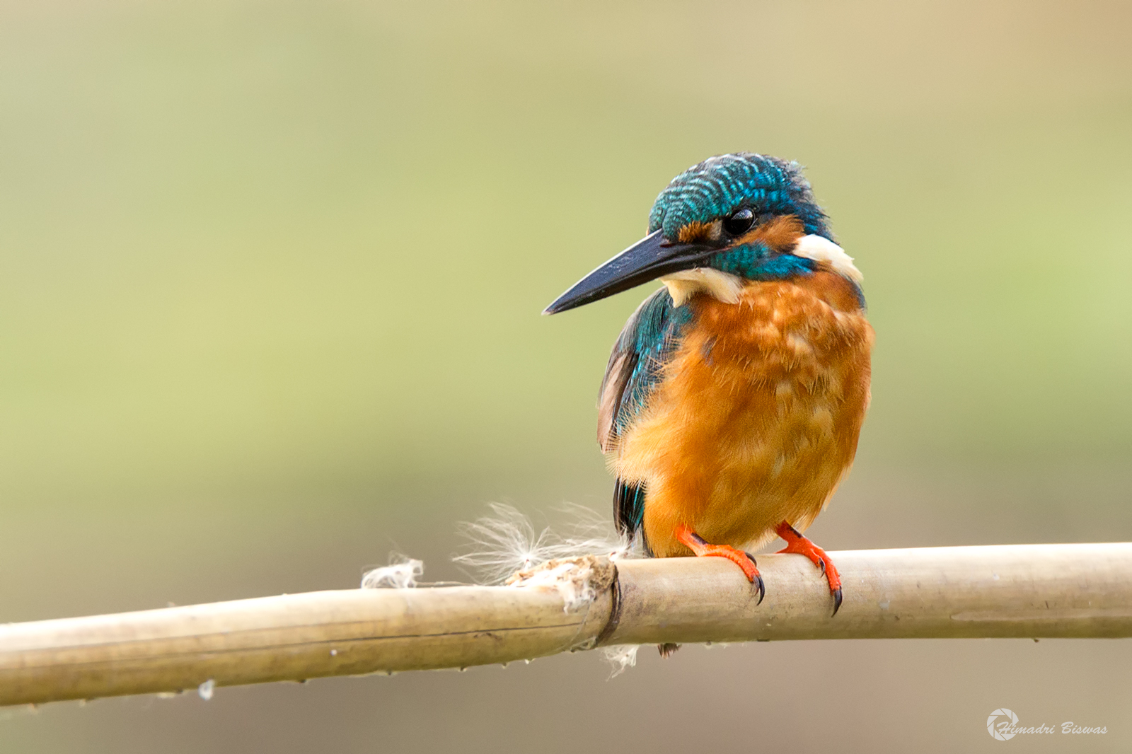 Common Kingfisher