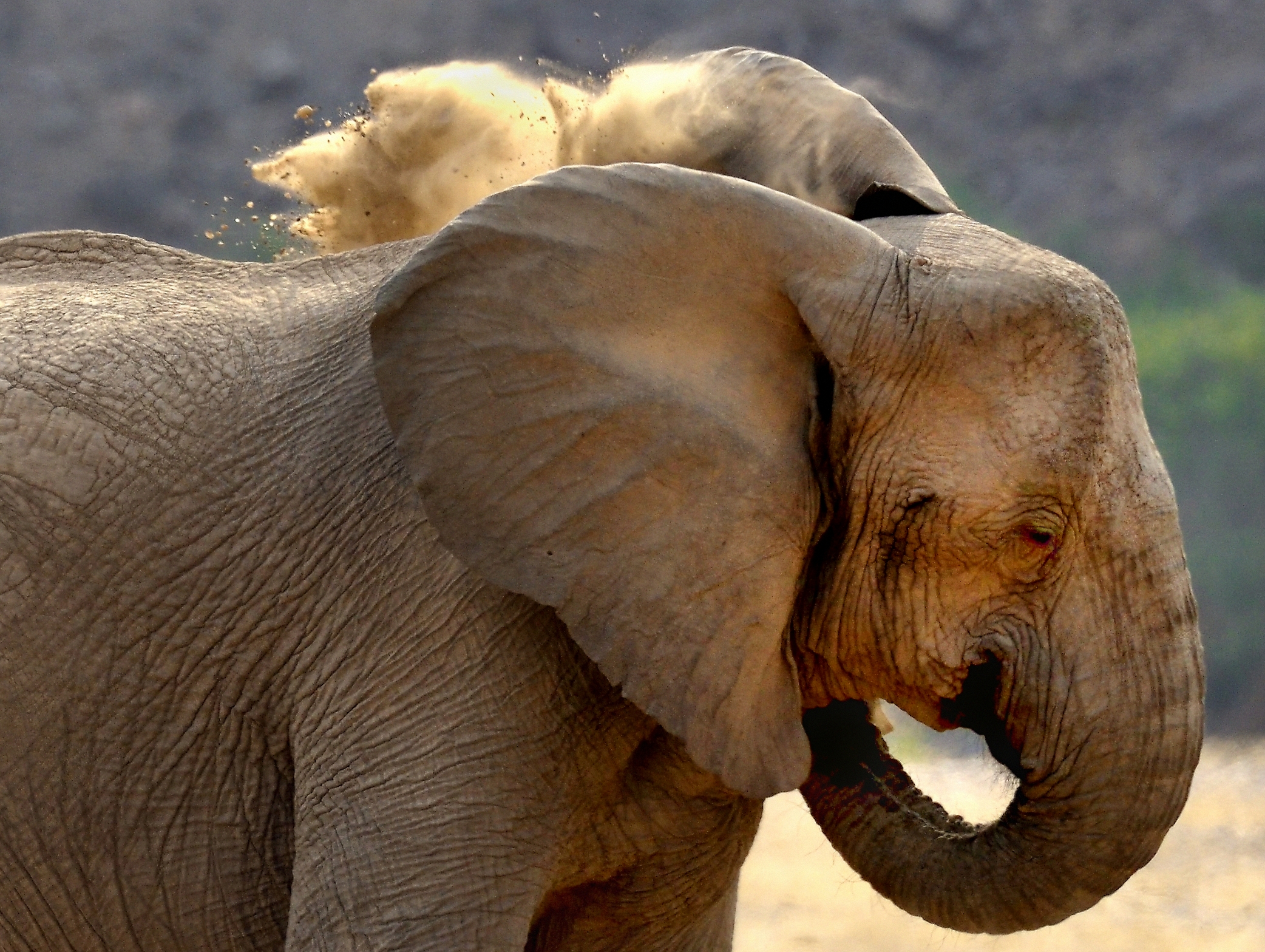 Kaokoland - Elefante