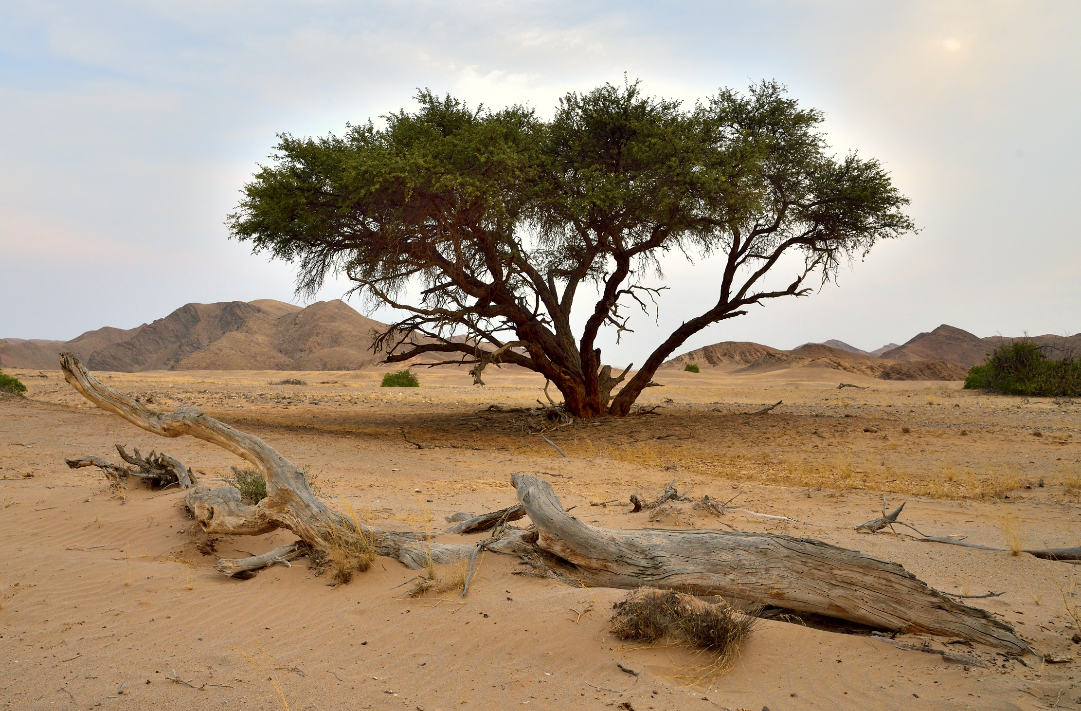Deserto del Kaokoland