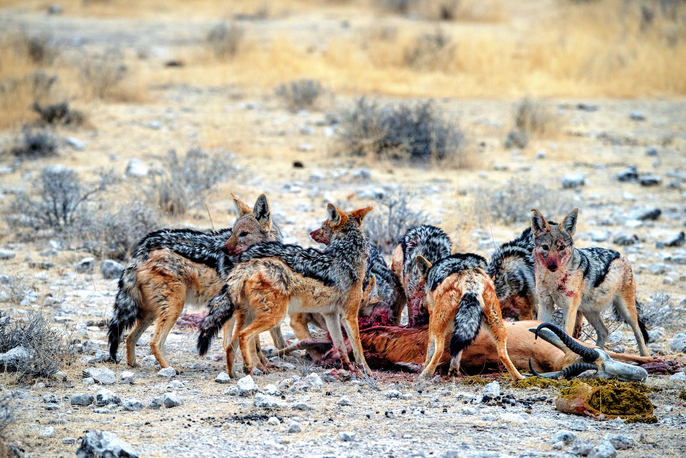 Etosha - Sciacalli