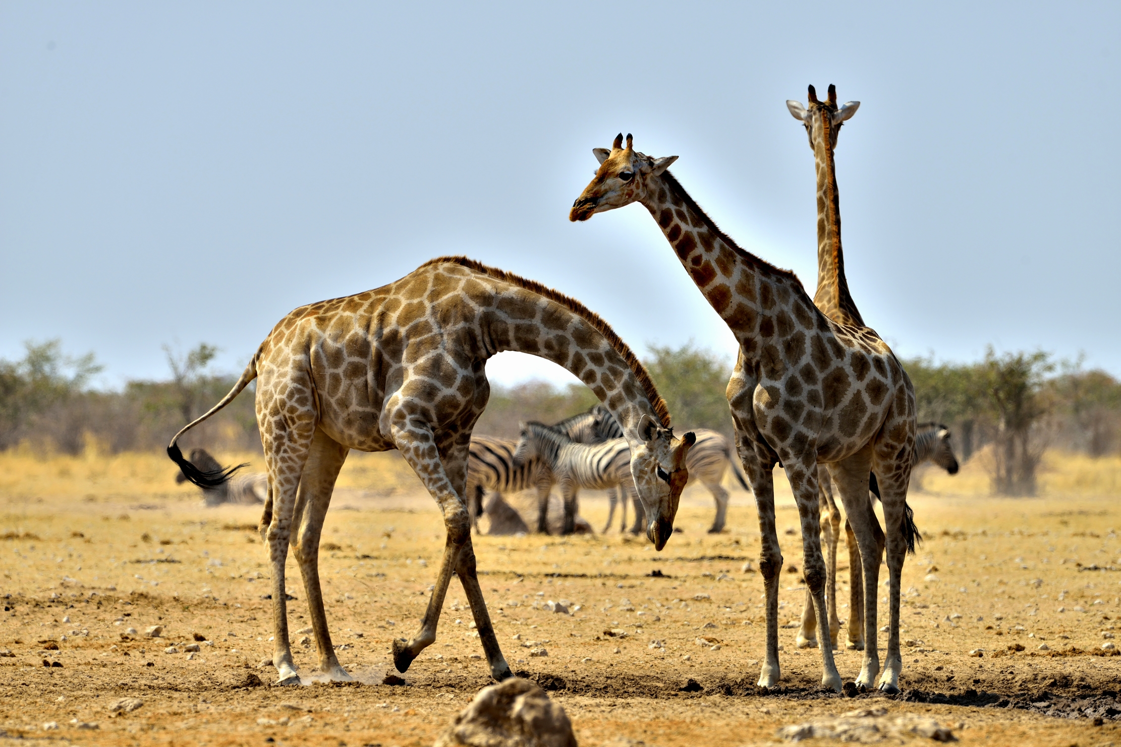 Etosha - Giraffe
