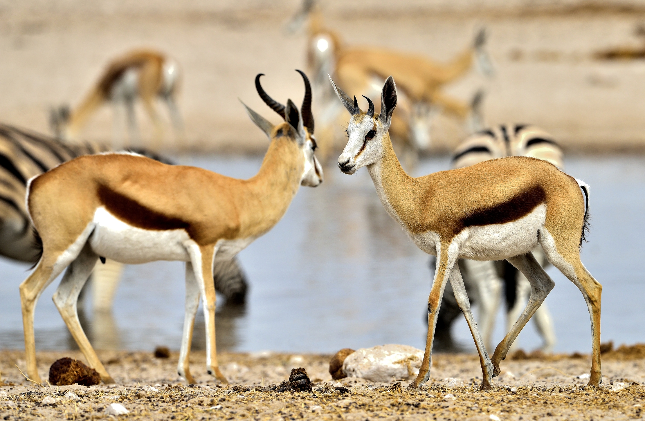 Etosha - Springbok