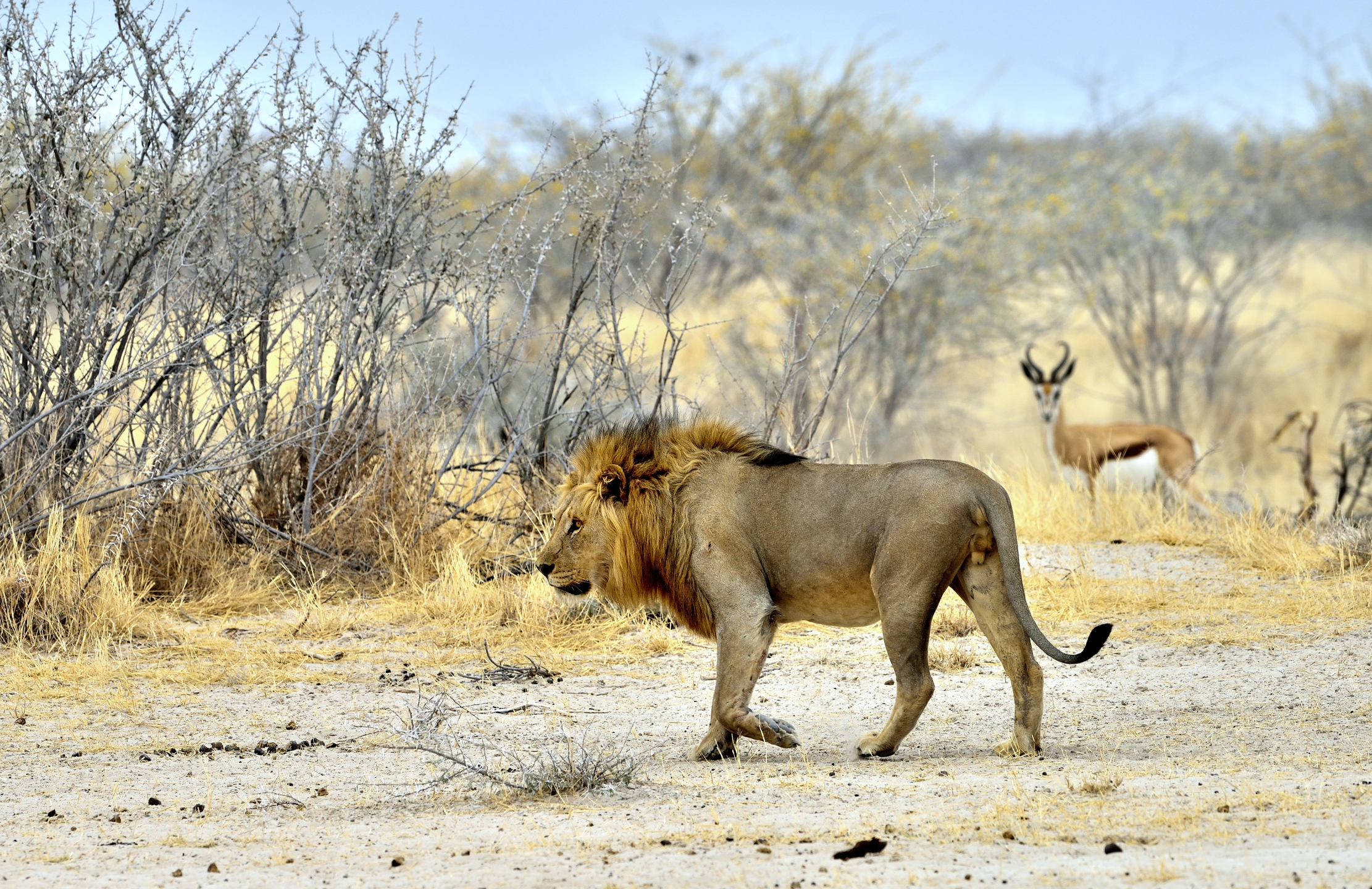 Etosha - Leone...osservato speciale....
