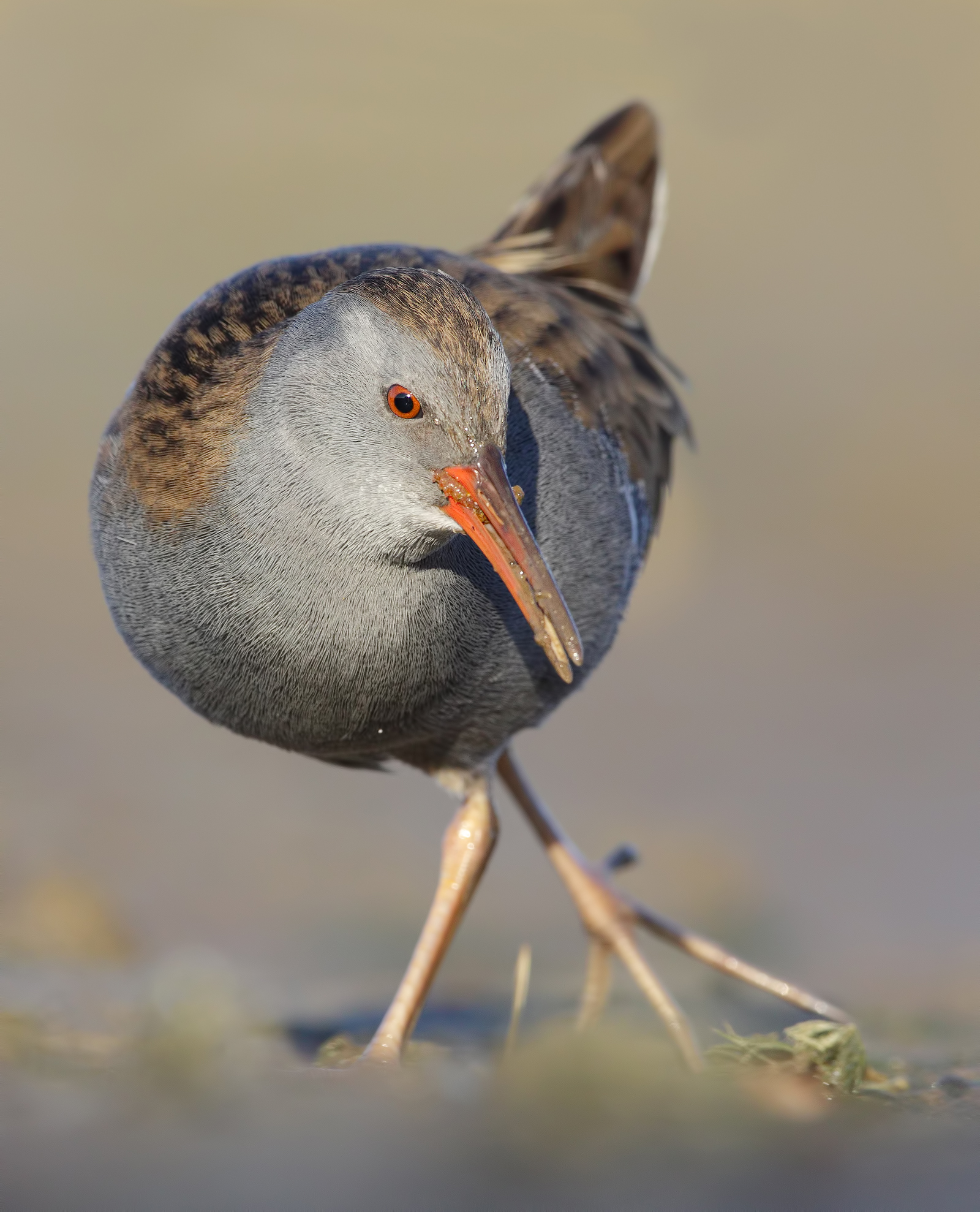 Rails with tremolina