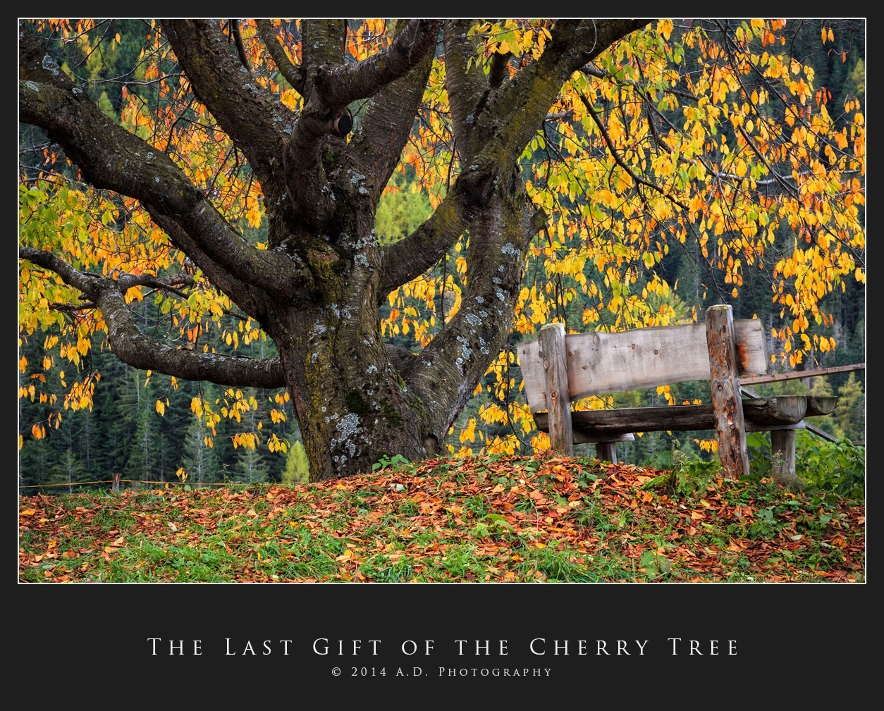 The Last Gift of the Cherry Tree