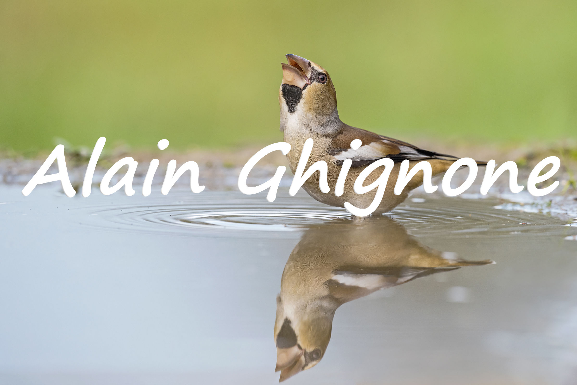 frosone to Alain Ghignone