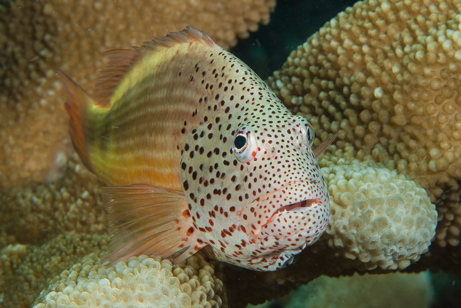 Paracirrhites forsteri