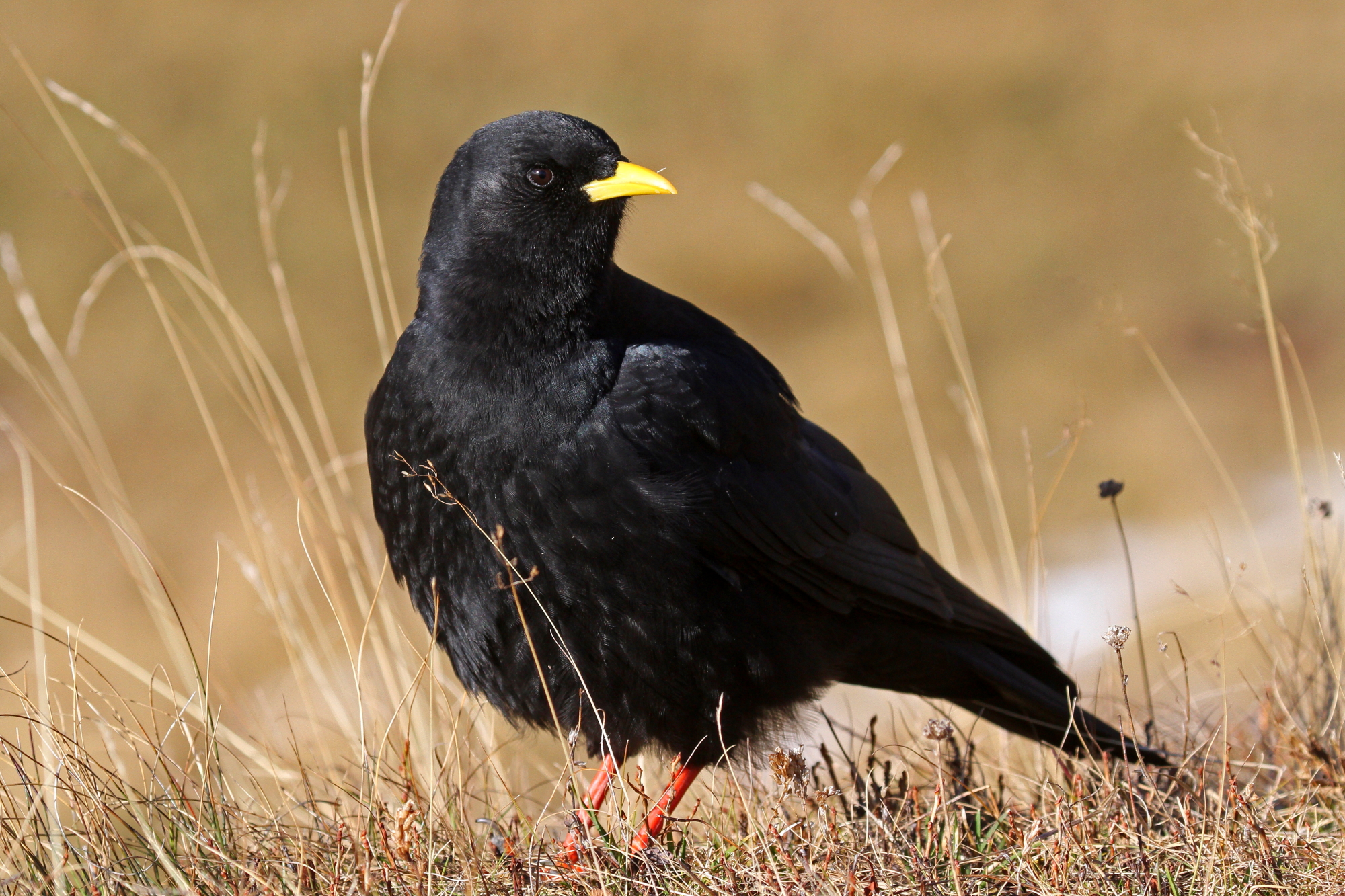 Alpine Chough