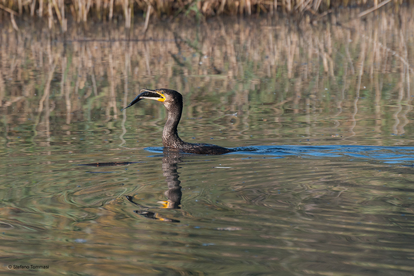Cormorant with prey