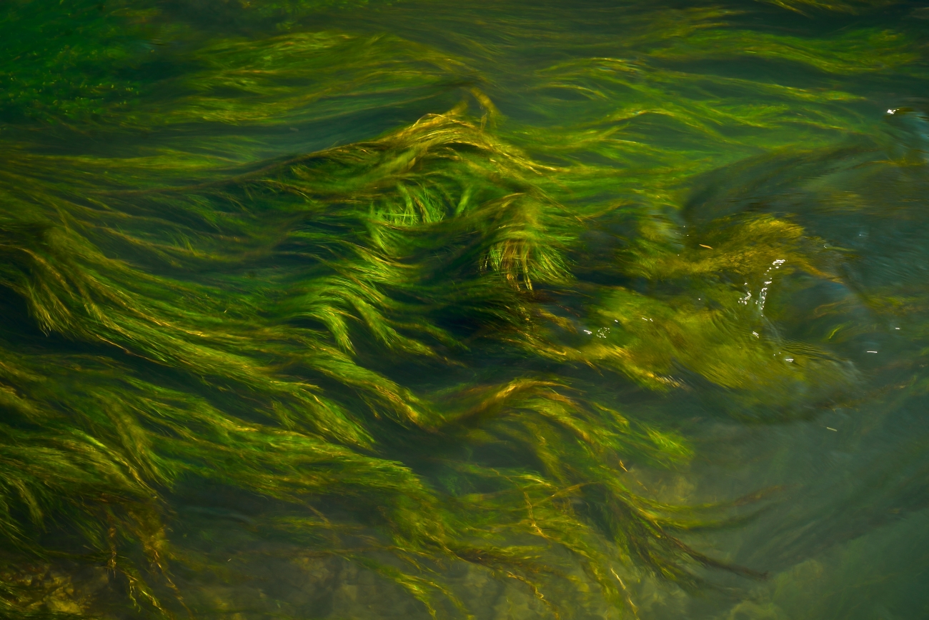 I capelli della ninfa