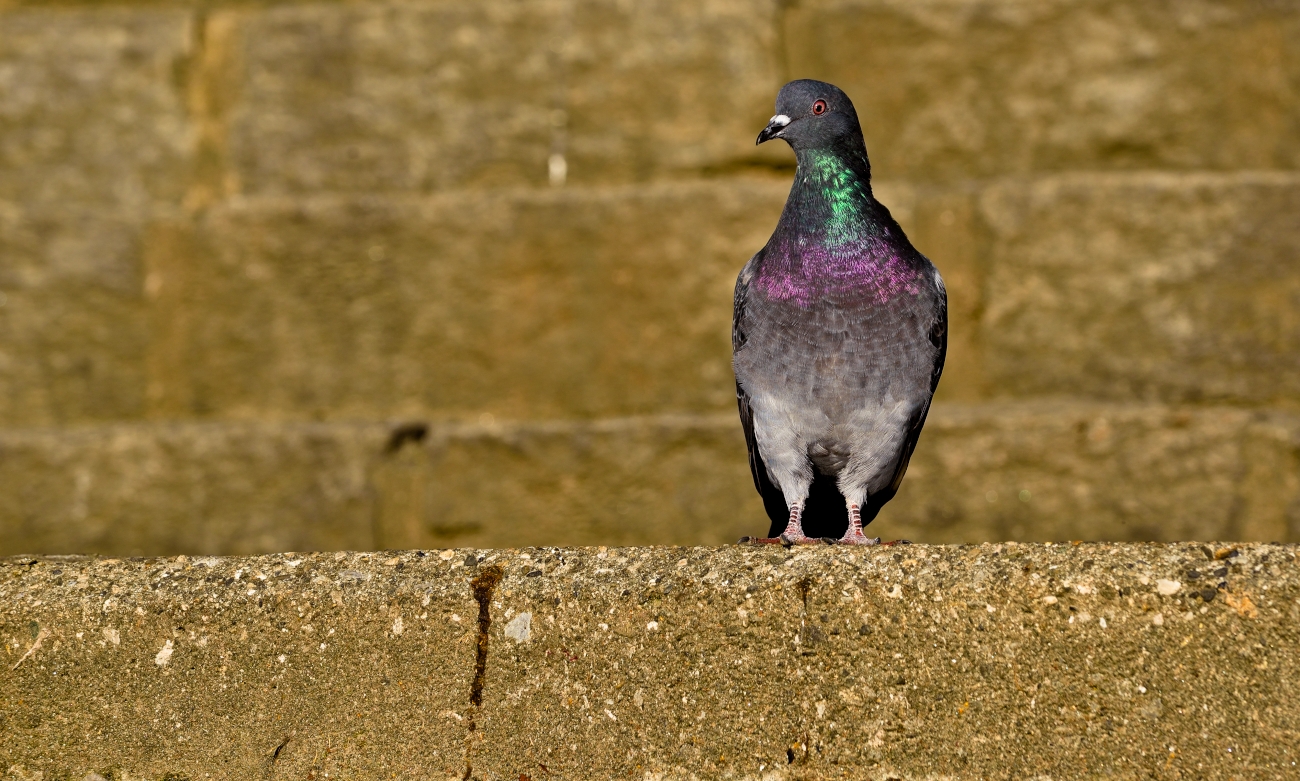 Tranquilli, ci sono qua io!