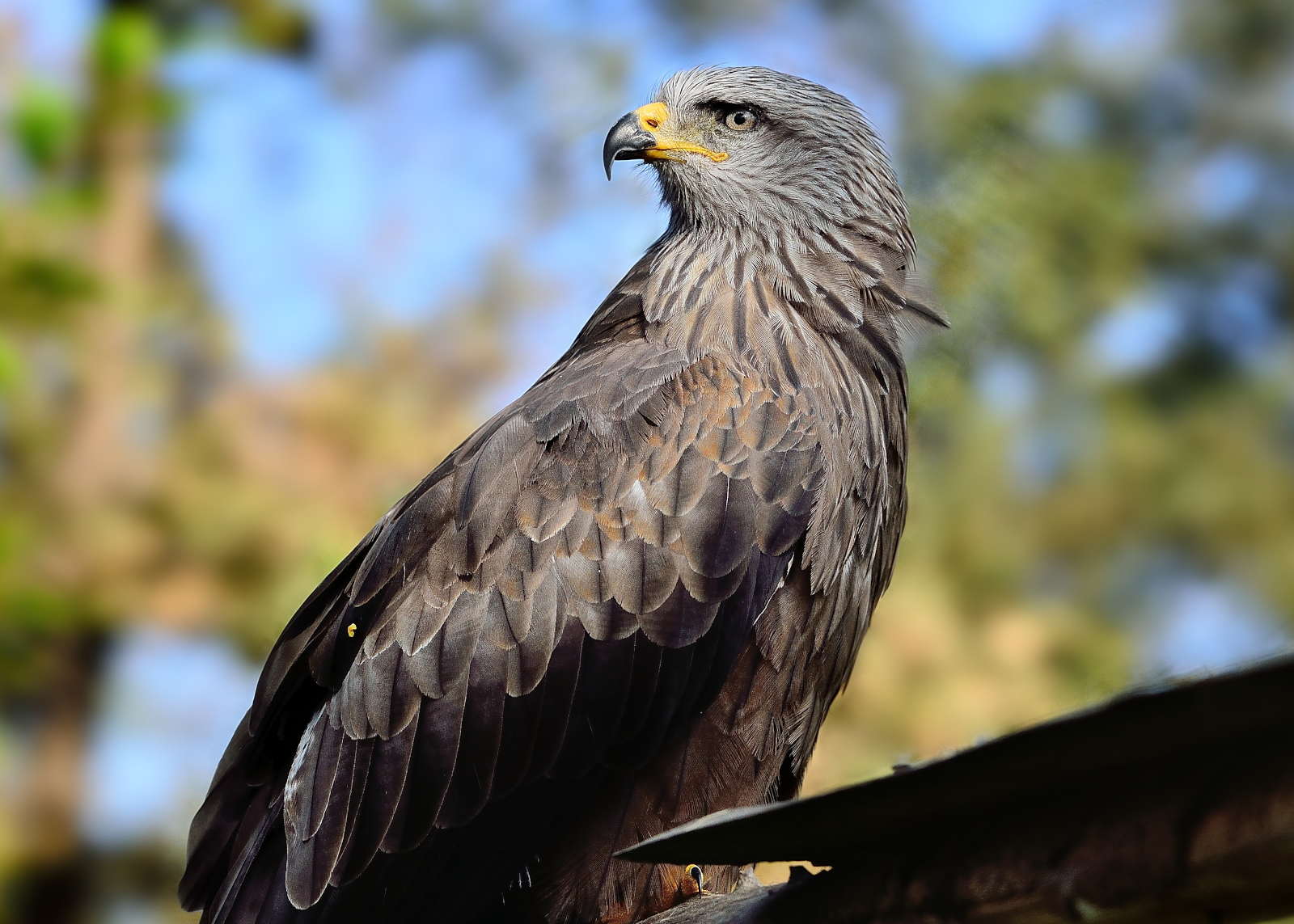 Black Kite