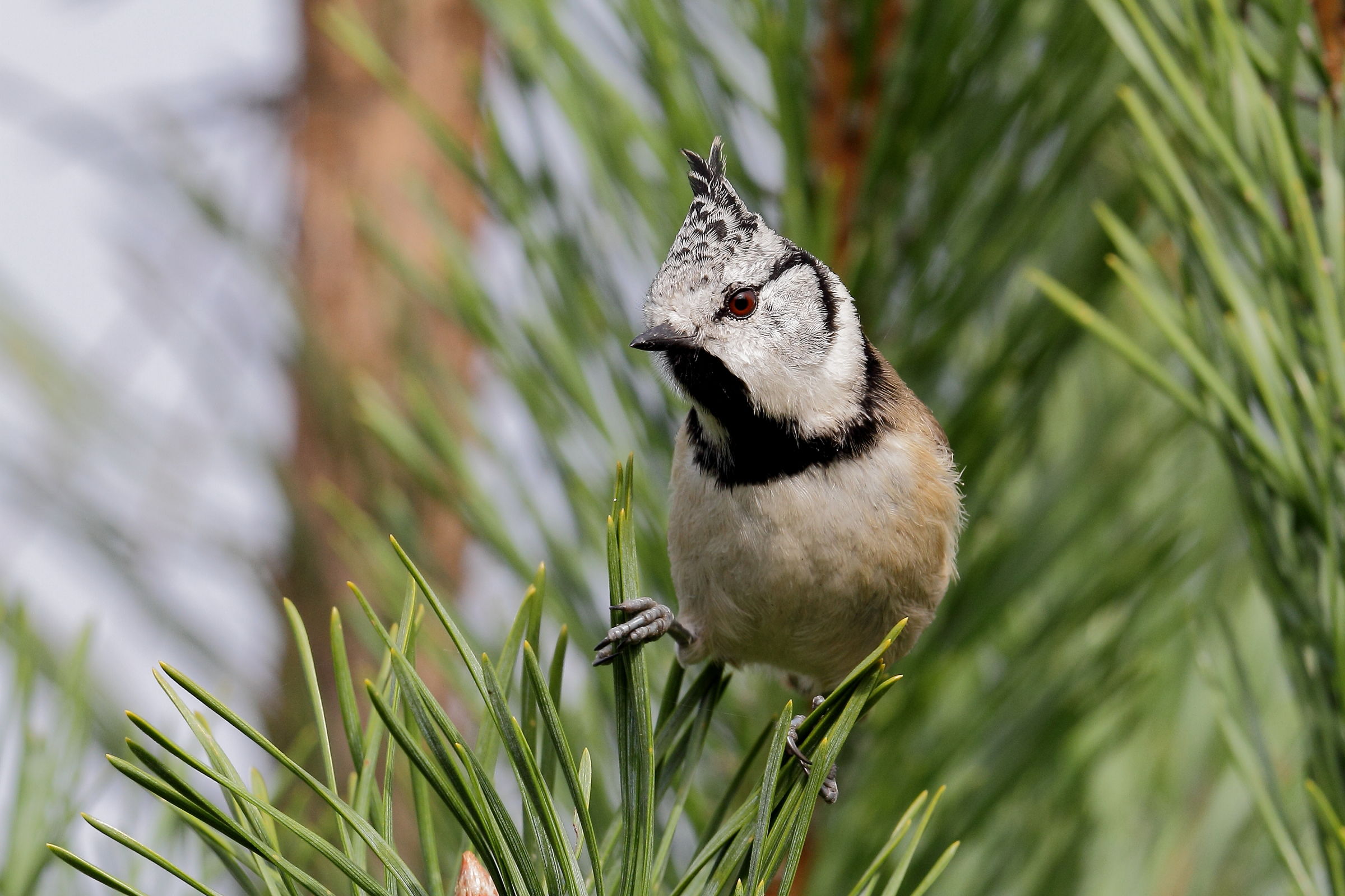 Crested Tit