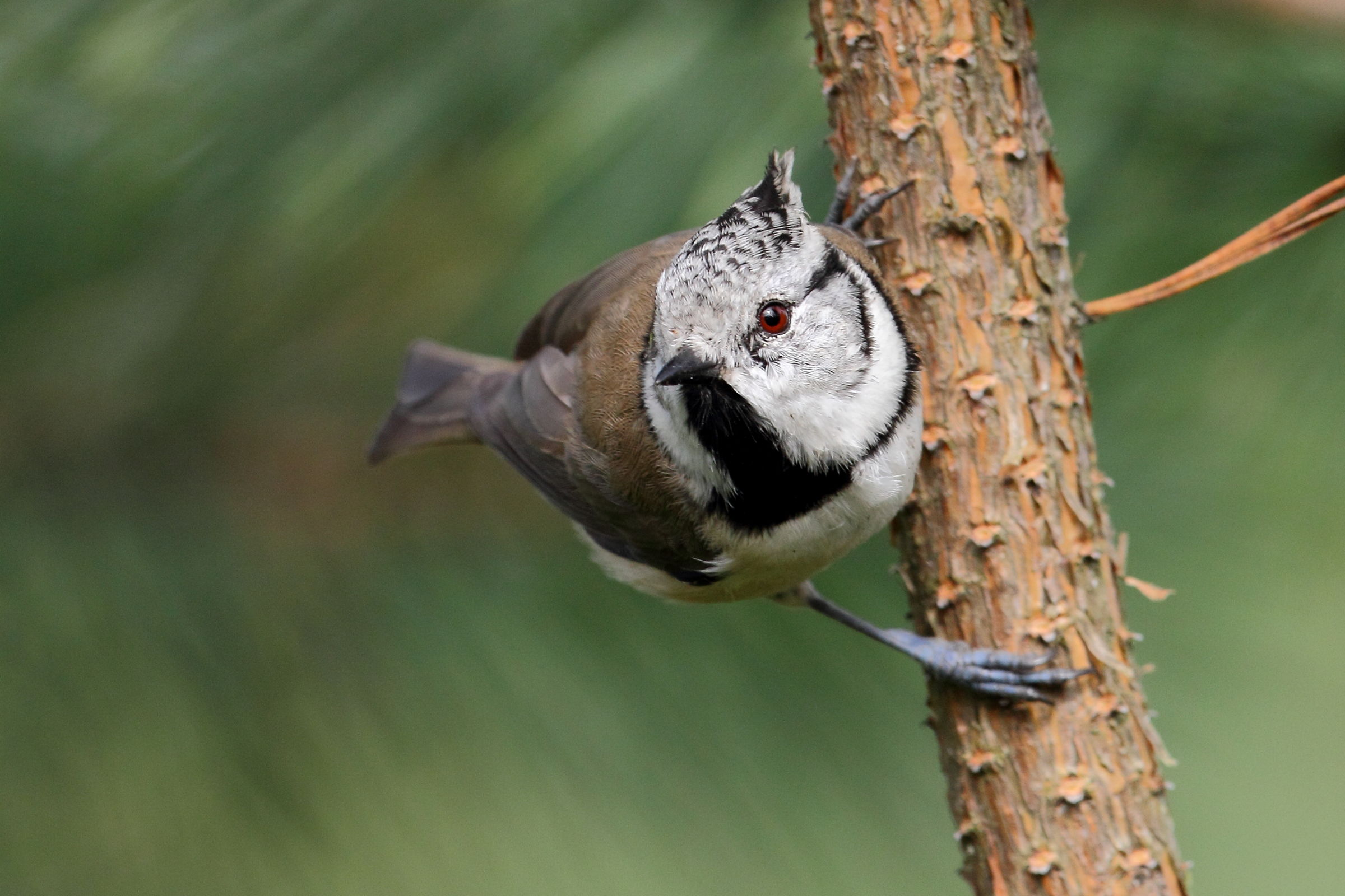 Crested Tit