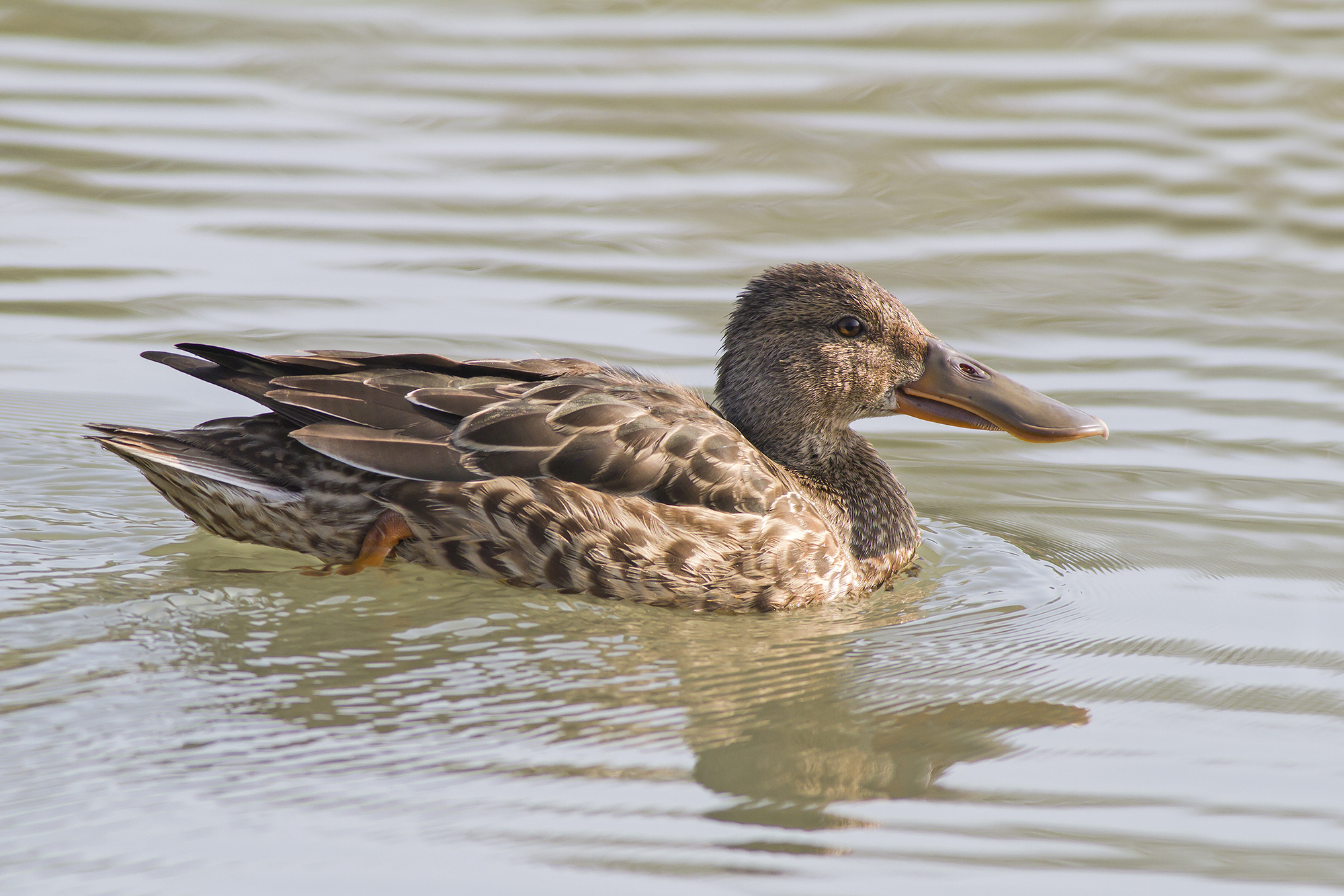 Shoveler female