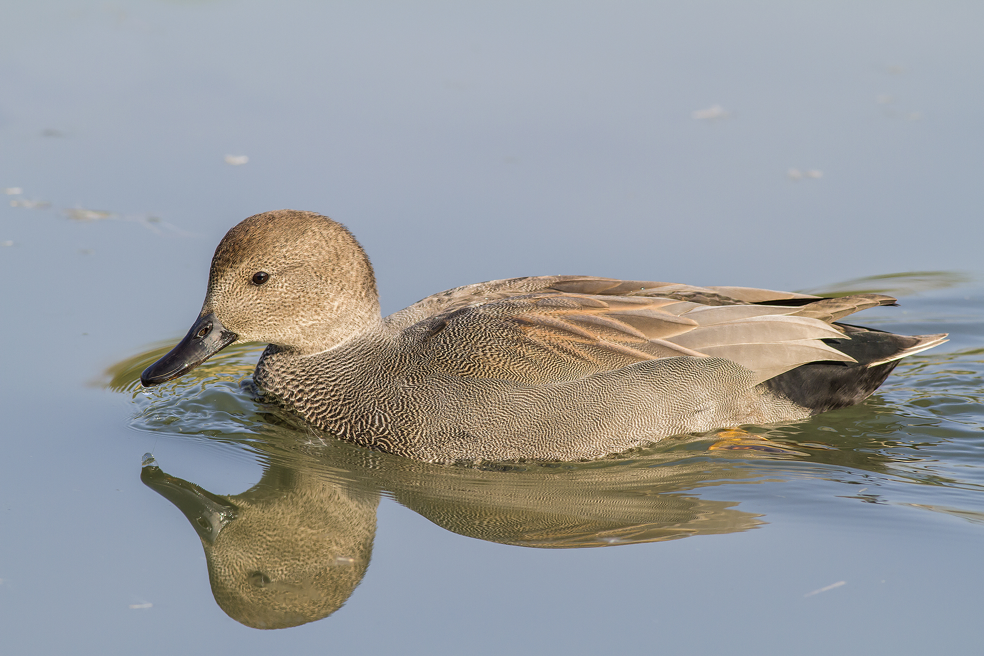 Gadwall