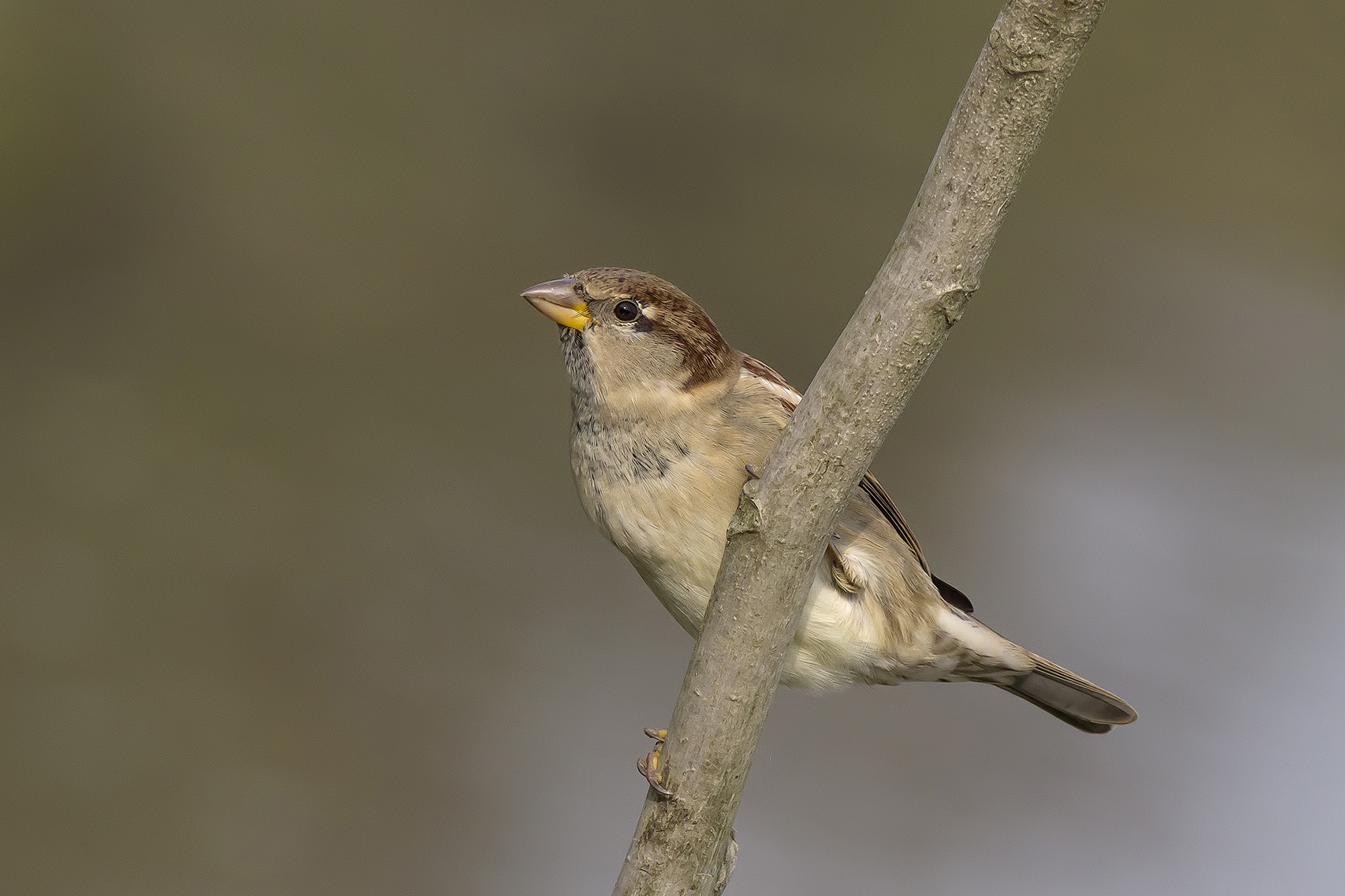 sparrow