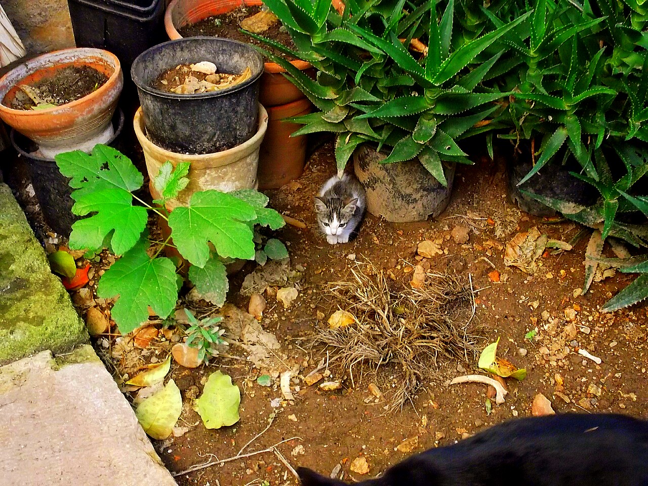 Chi c'e' nell'angolino?