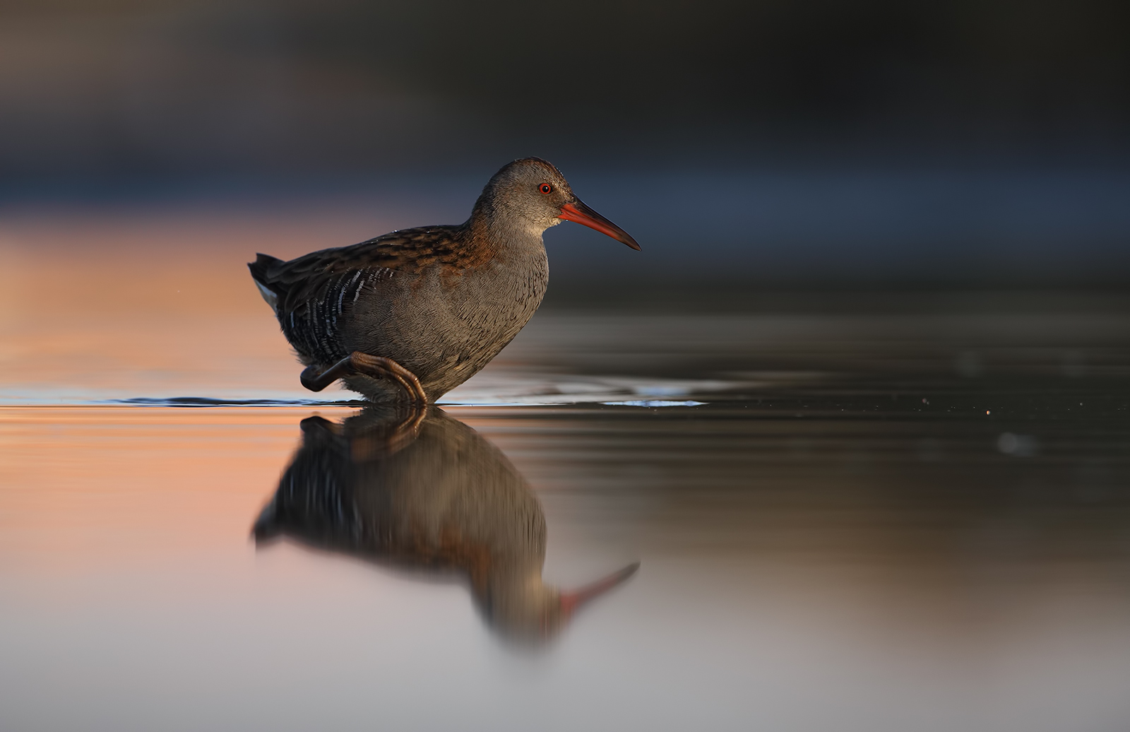 Water Rail